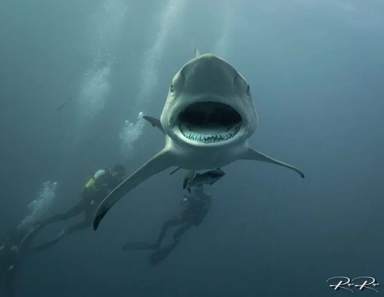 A shark underwater with its mouth open, showing its teeth, with scuba divers in the background.