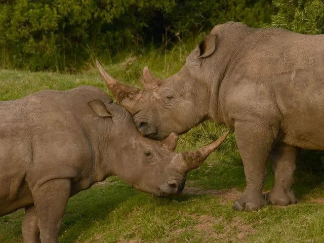 Huluhluwe-hiltip-reserve-sydafrika-rino.jpg