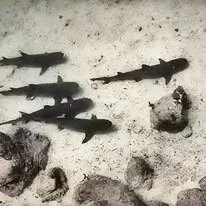 Whitetip reef sharks resting on the sandy ocean floor during a Coiba Dive Center trip in Panama with Savage Travel Co.
