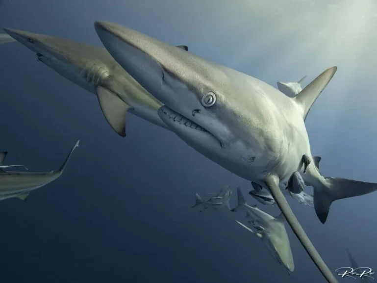 A large shark swimming underwater with several other sharks in the background.