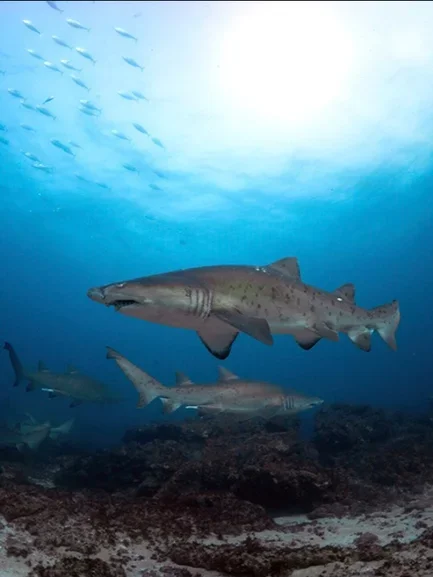 Underwater scene with sharks swimming above a rocky ocean floor, with smaller fish in the background and sunlight filtering through the water.