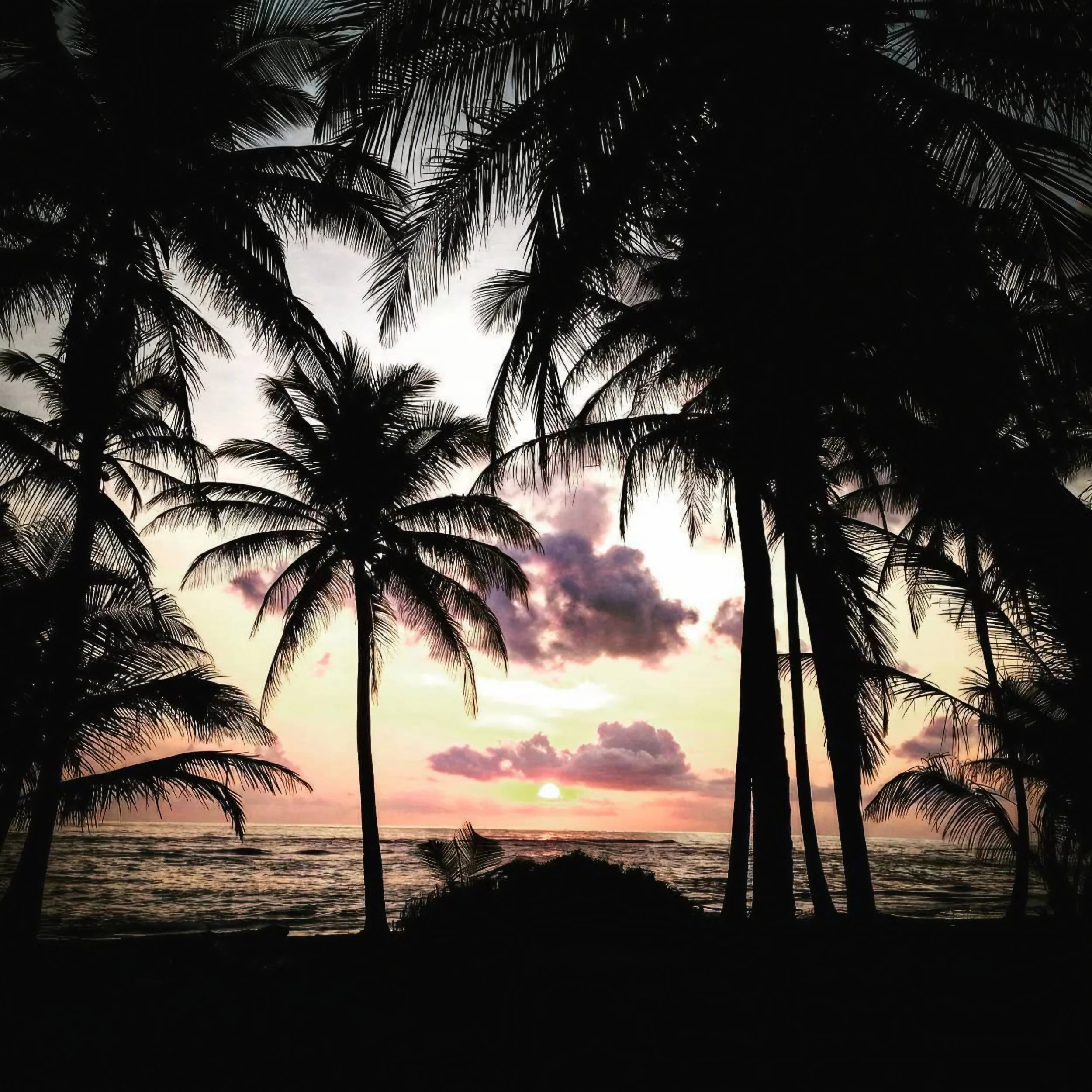 Silhouettes of palm trees against a sunset over the ocean with pink and purple clouds in the sky.