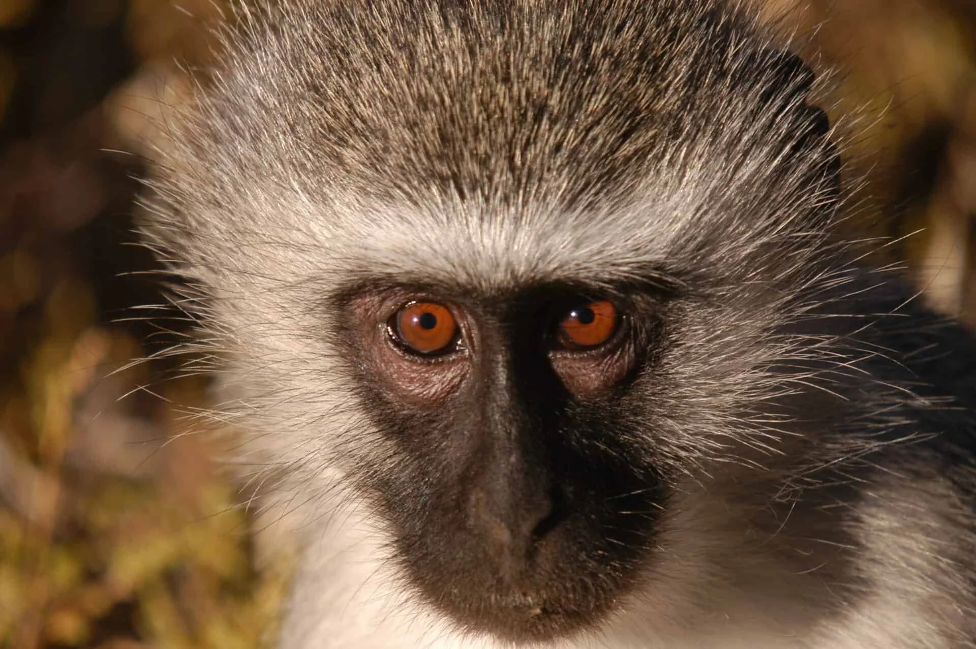 Close-up of a lemur's face with orange eyes and gray and black fur surrounding its face.