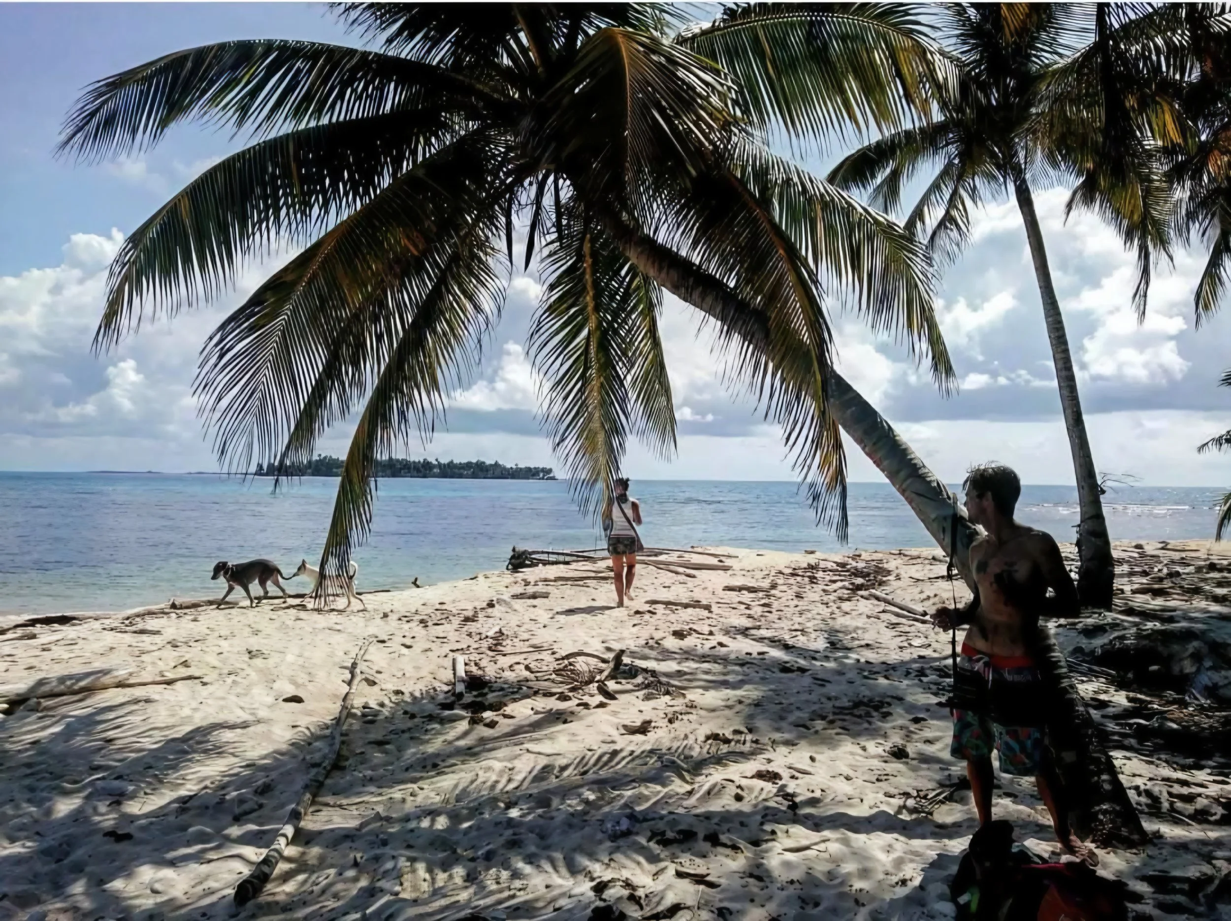 Beach scene with a large palm tree in the foreground and a woman standing by the water's edge, a dog walking on the sand, and a man sitting under the palm tree. The sky is partly cloudy and the water is calm.