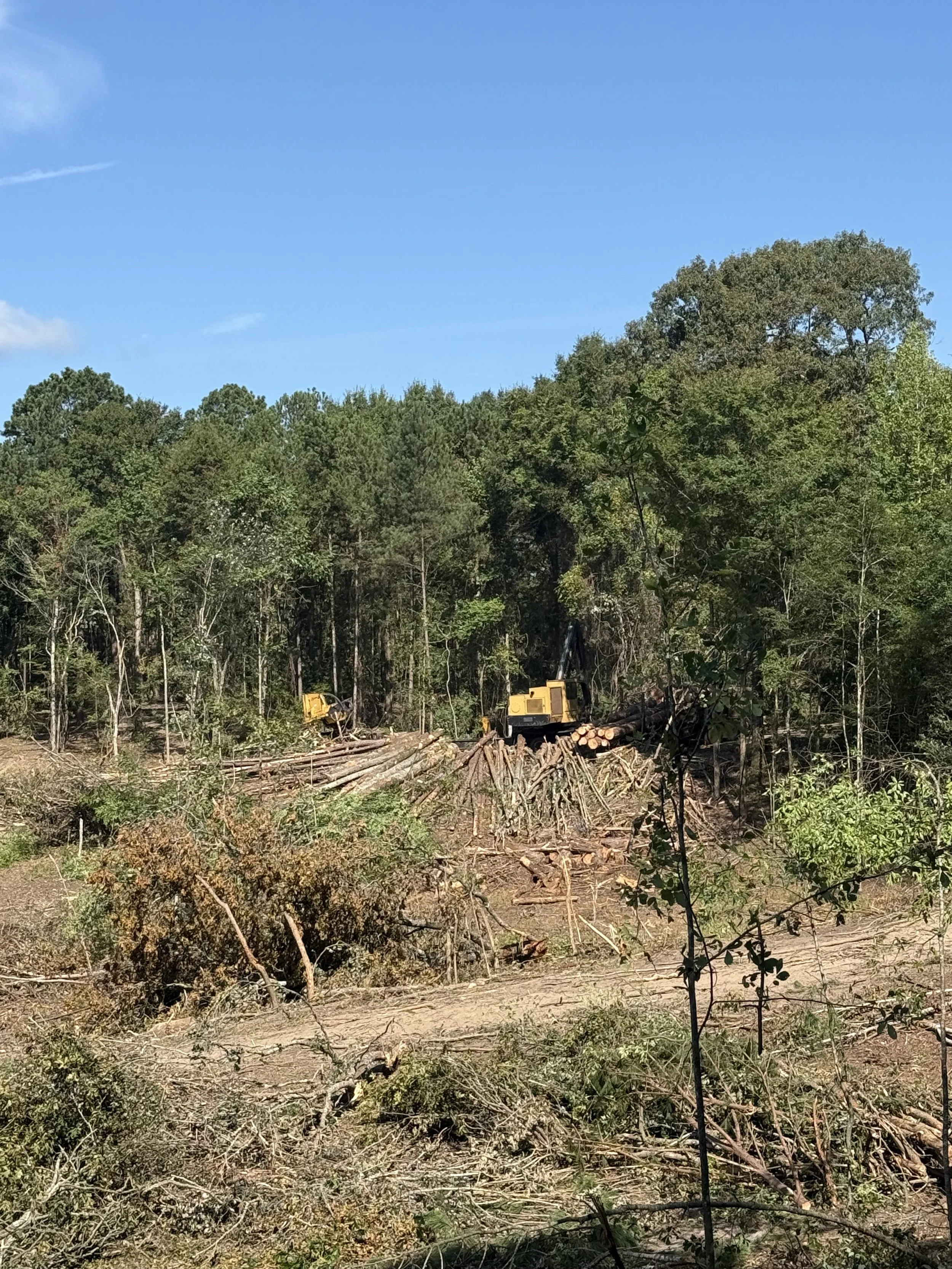 Timber Sales