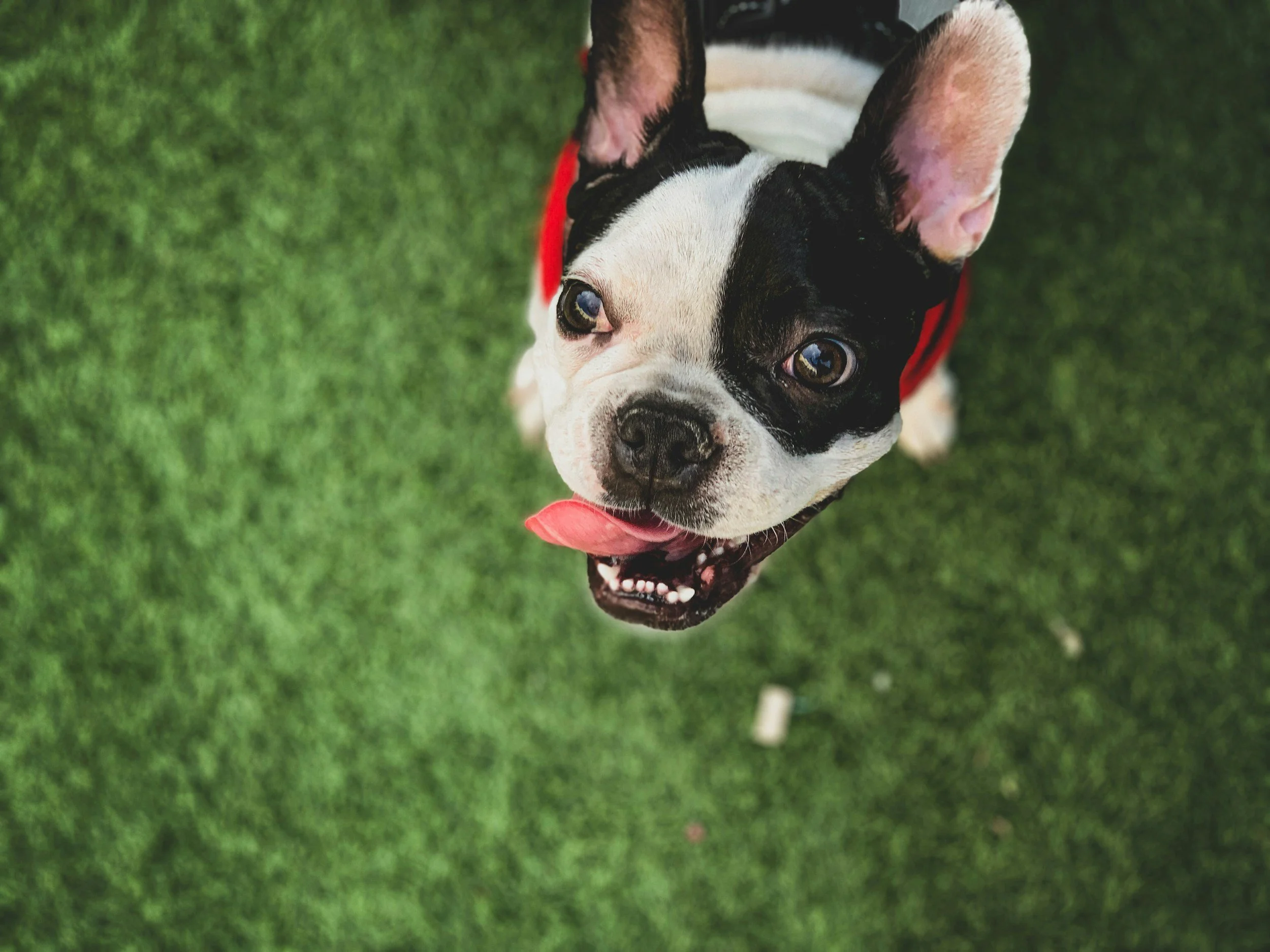 A black and white dog with large ears, lying on green grass, licking its nose, wearing a red collar.
