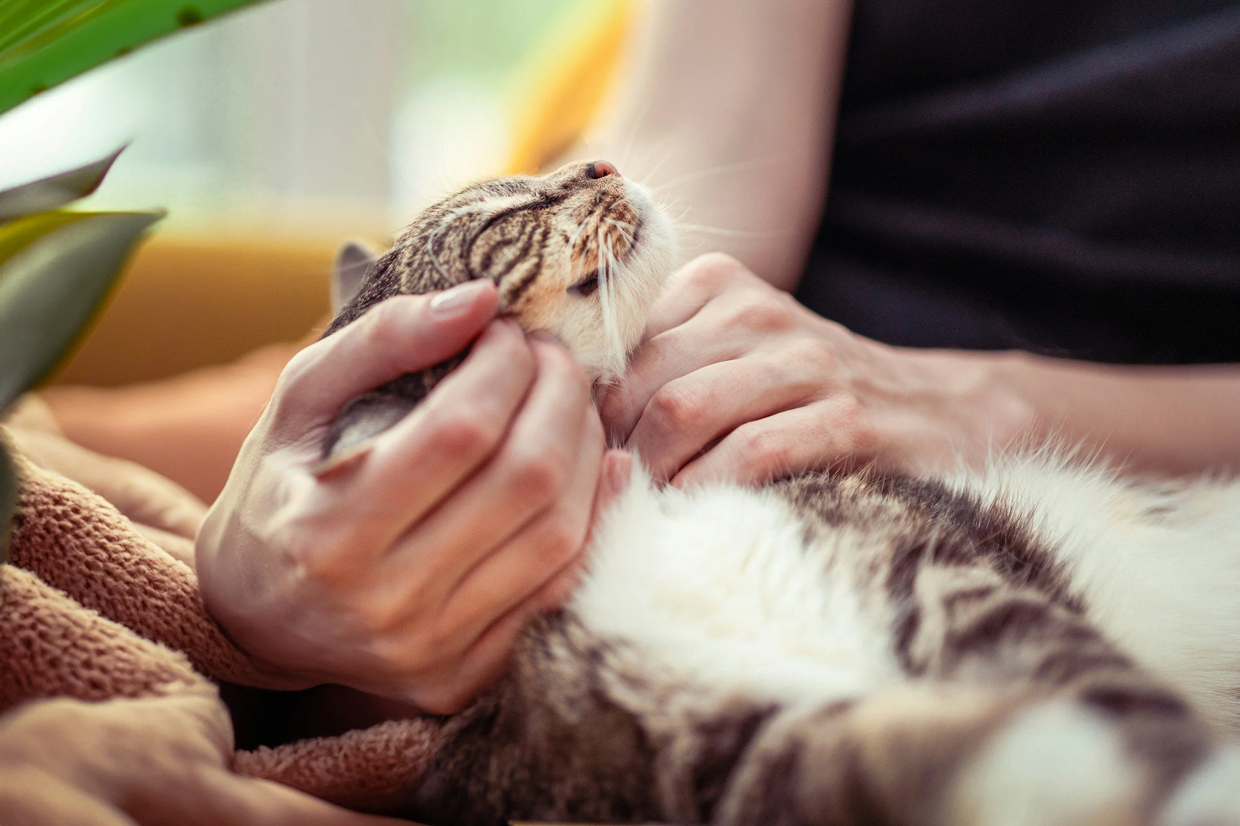 A person holding a relaxed tabby cat with closed eyes indoors.