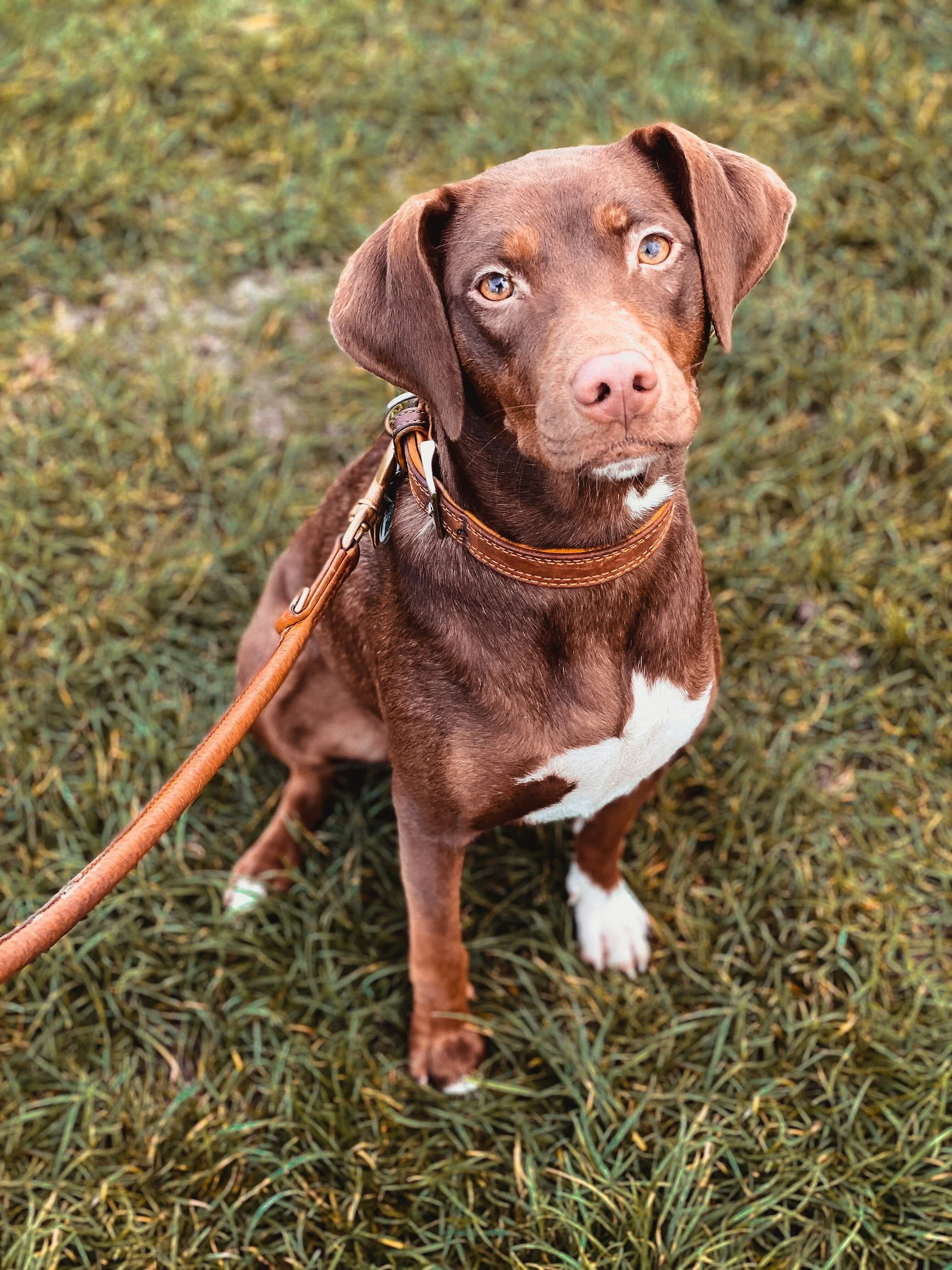 A brown dog with amber eyes sitting on grass, wearing a leather collar and leash, looking up at the camera.