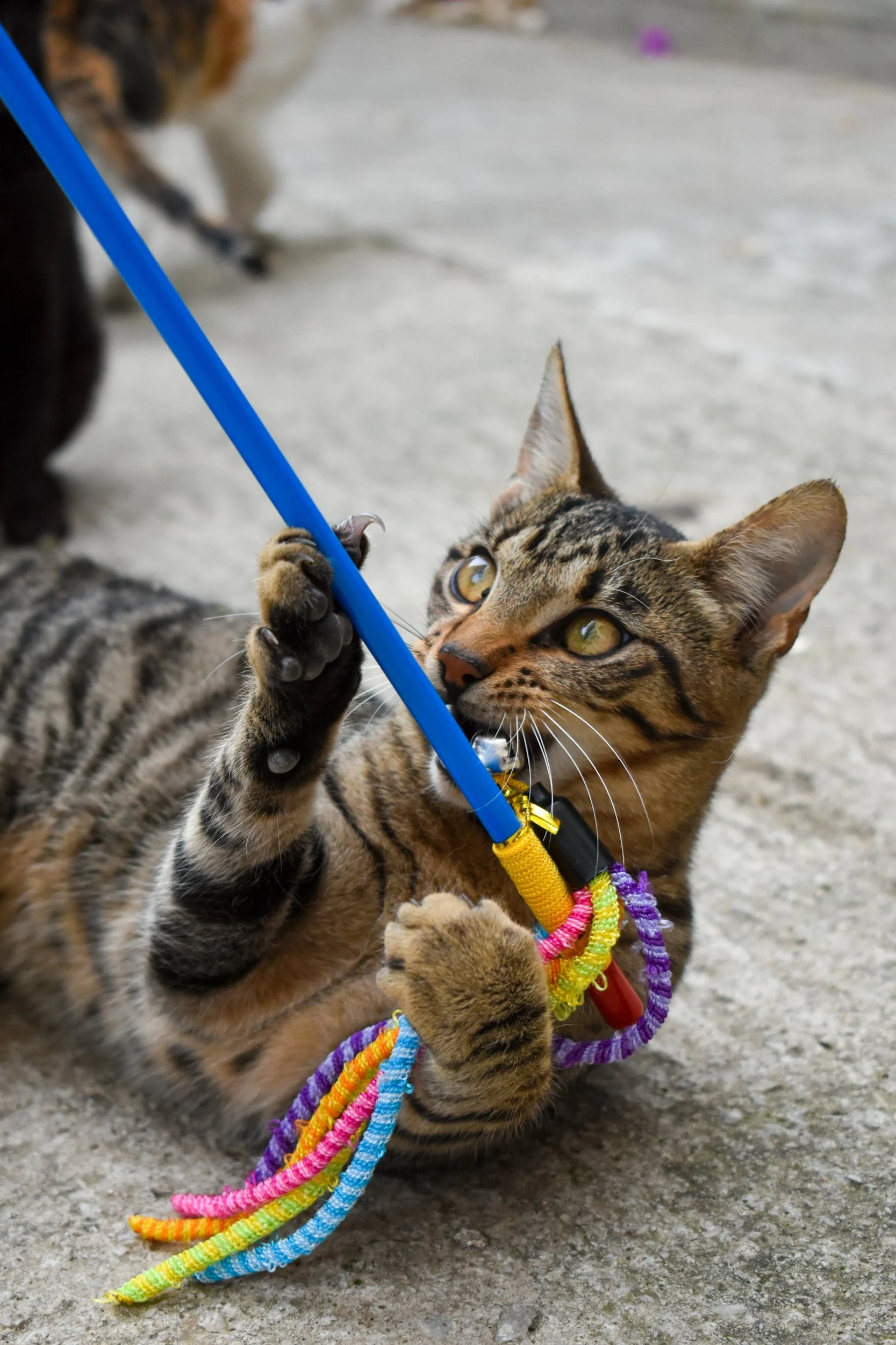 A playful tabby cat with yellow eyes and a colorful rainbow leash, lying on the ground and tugging at a blue stick toy.