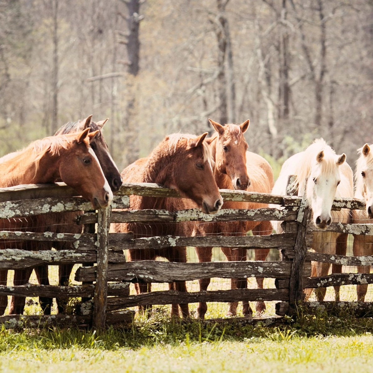 Horses grazing in the pasture at Seventy-Four Ranch