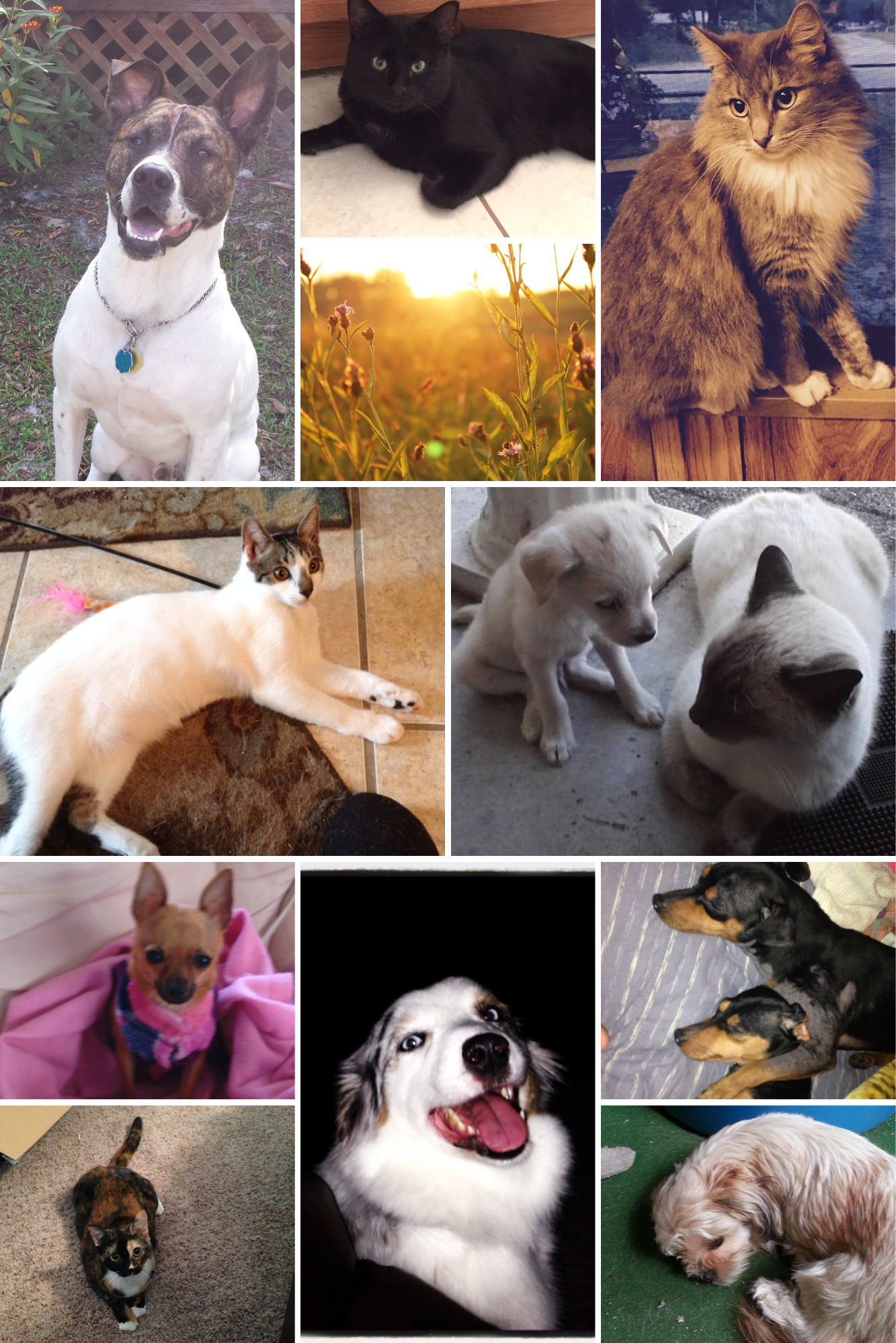 Collage of various pets, including multiple dogs and cats, with a background of sunset, plants, and indoor and outdoor settings.