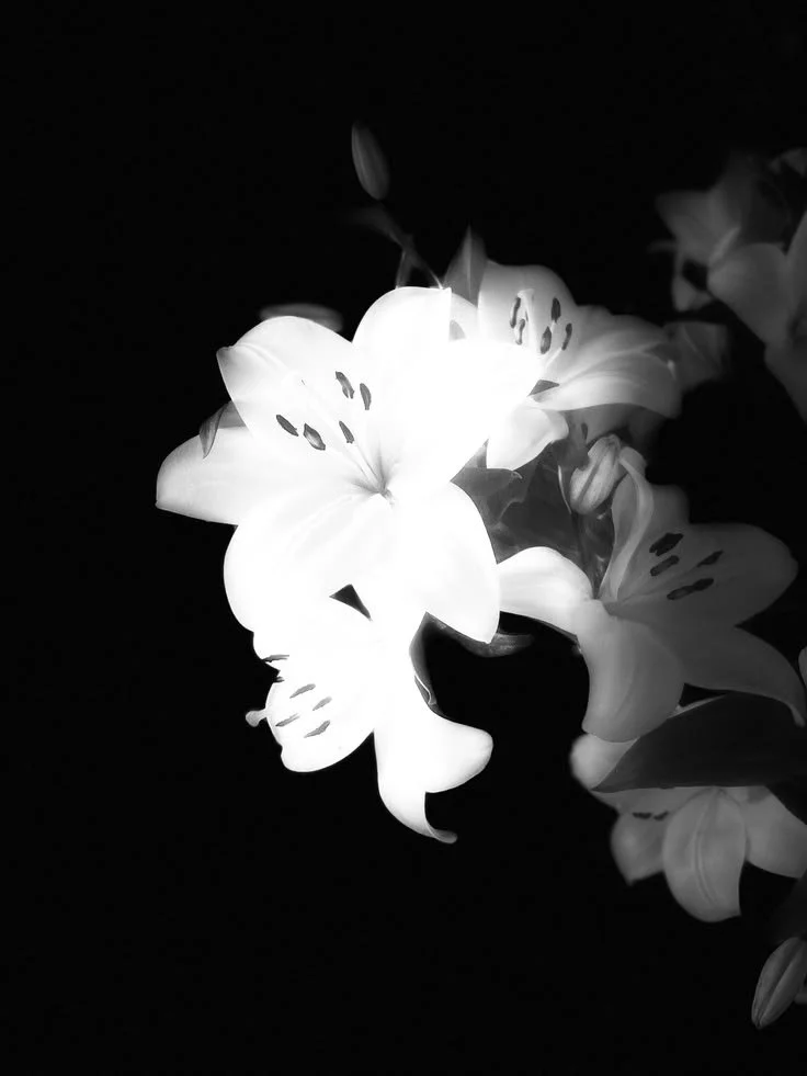 Black and white photo of a cluster of lilies with dark background.