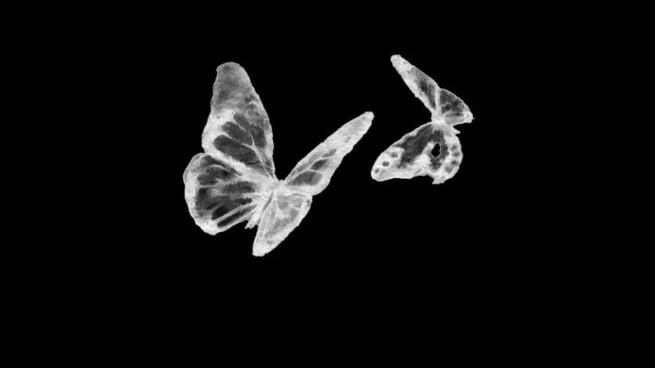 Two white butterflies against a black background.