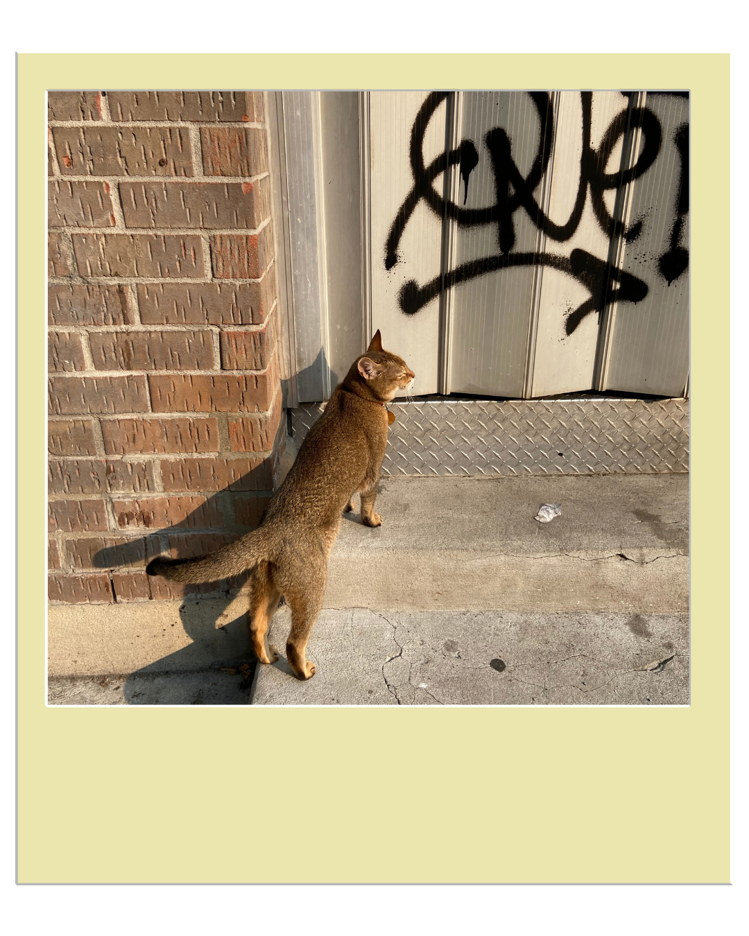 Un chat brun assis devant une porte en métal graffitée, avec un mur en briques à gauche et un sol en béton fissuré.