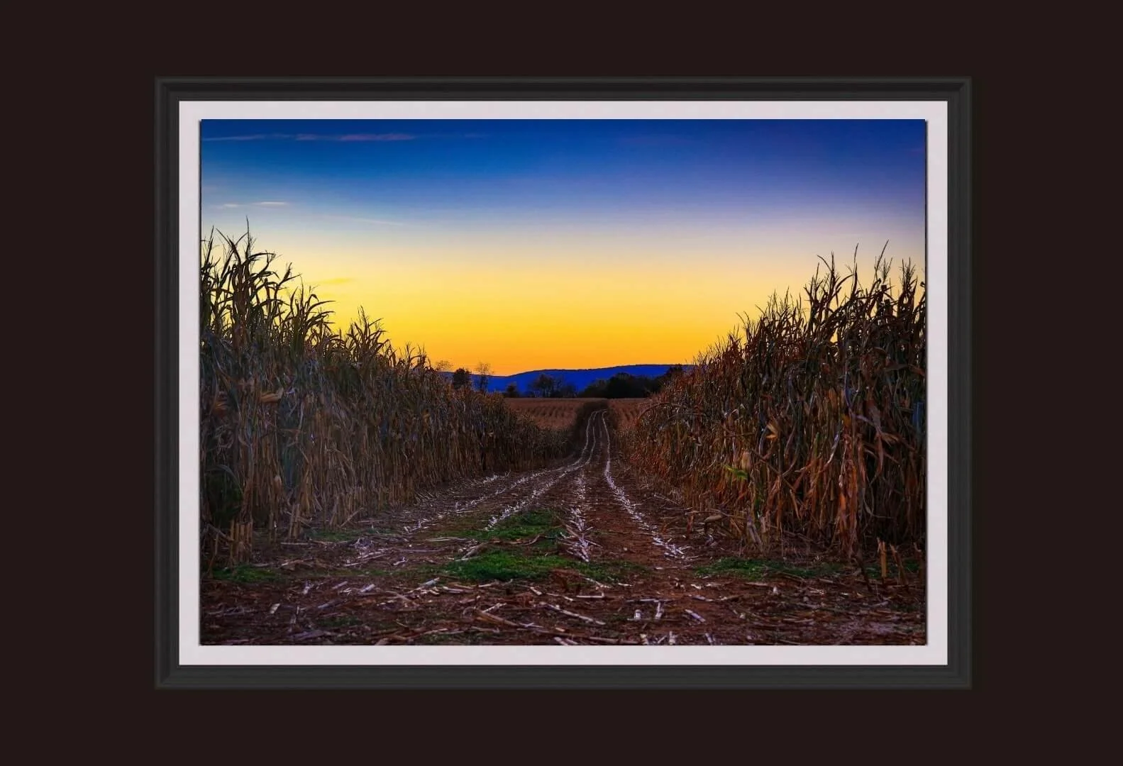 burgandy-corn-fields.jpg