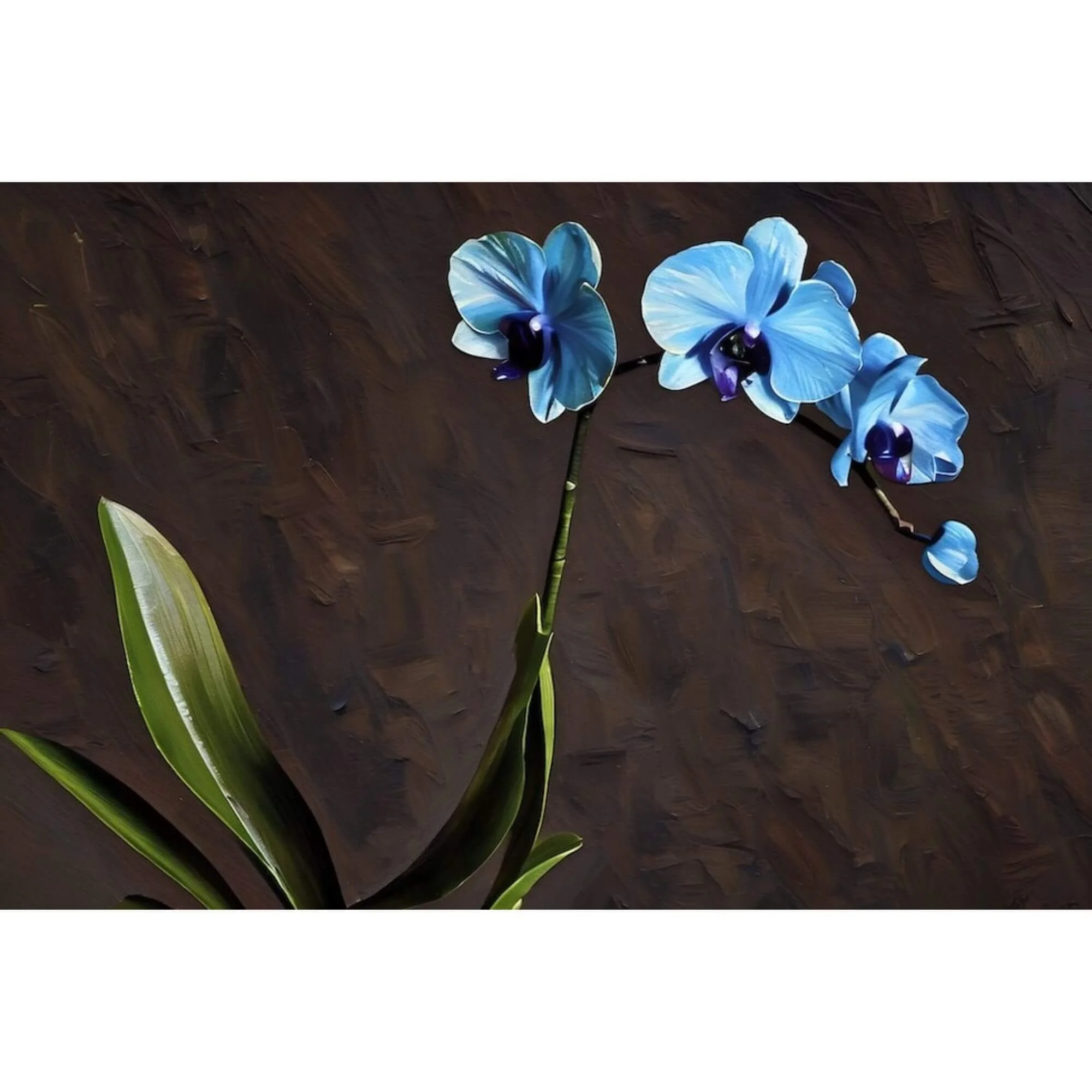 Electric Blue Orchid Fine Art Canvas Gallery Wrap