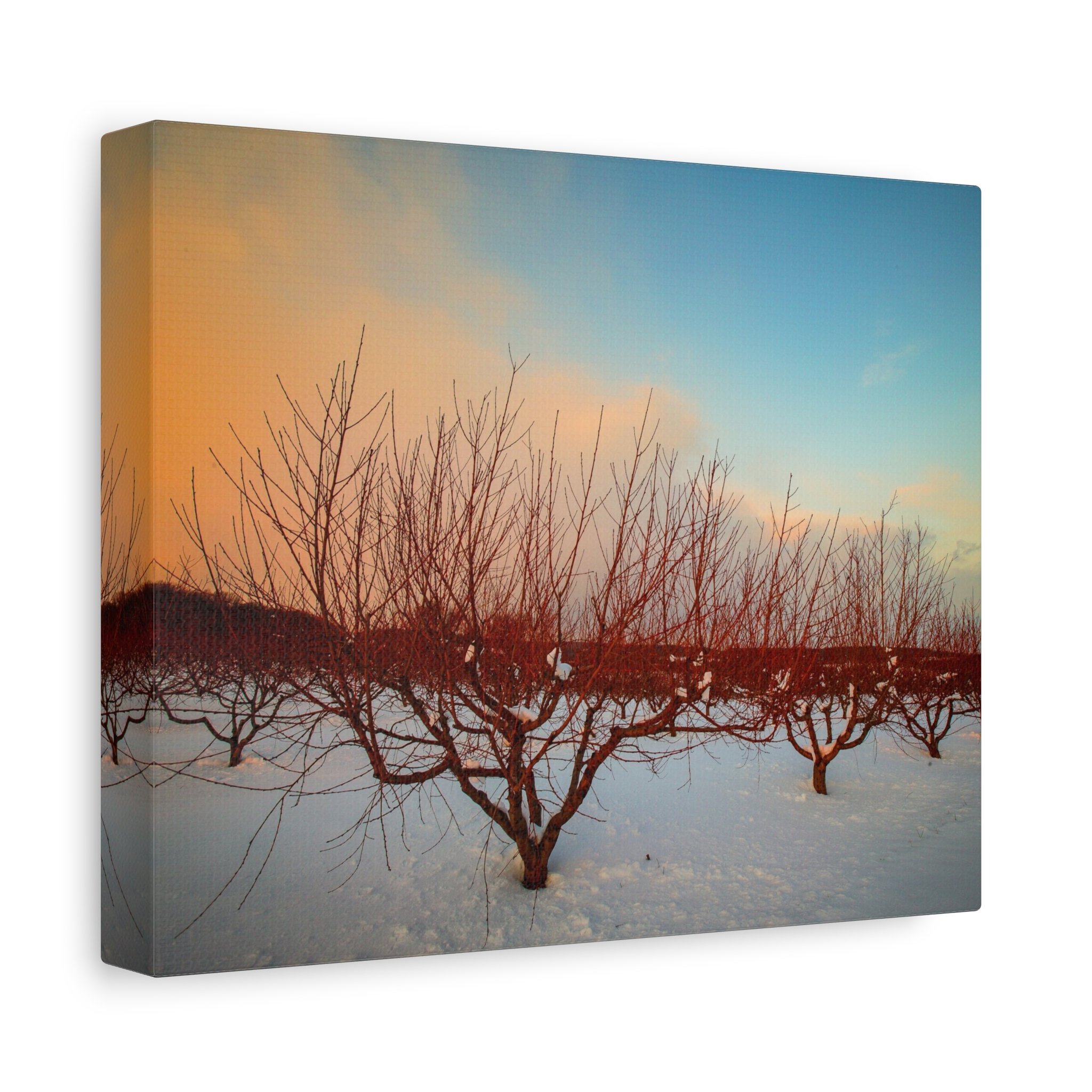 Lovettsville Virginia Winter Orchard Canvas Art Print