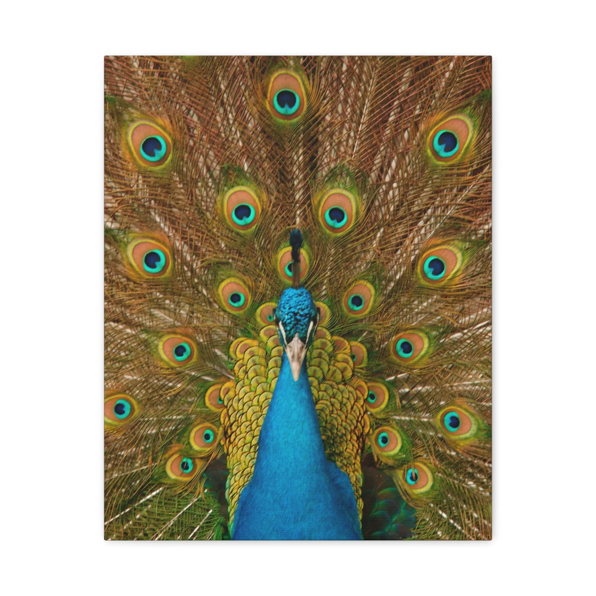 Majestic Peacock Feathers Fine Art Canvas Gallery Wrap