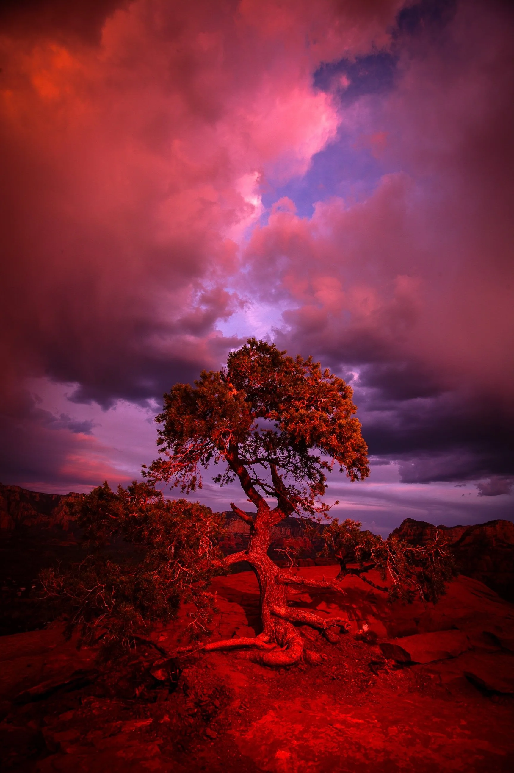 mini-red-tree.jpeg