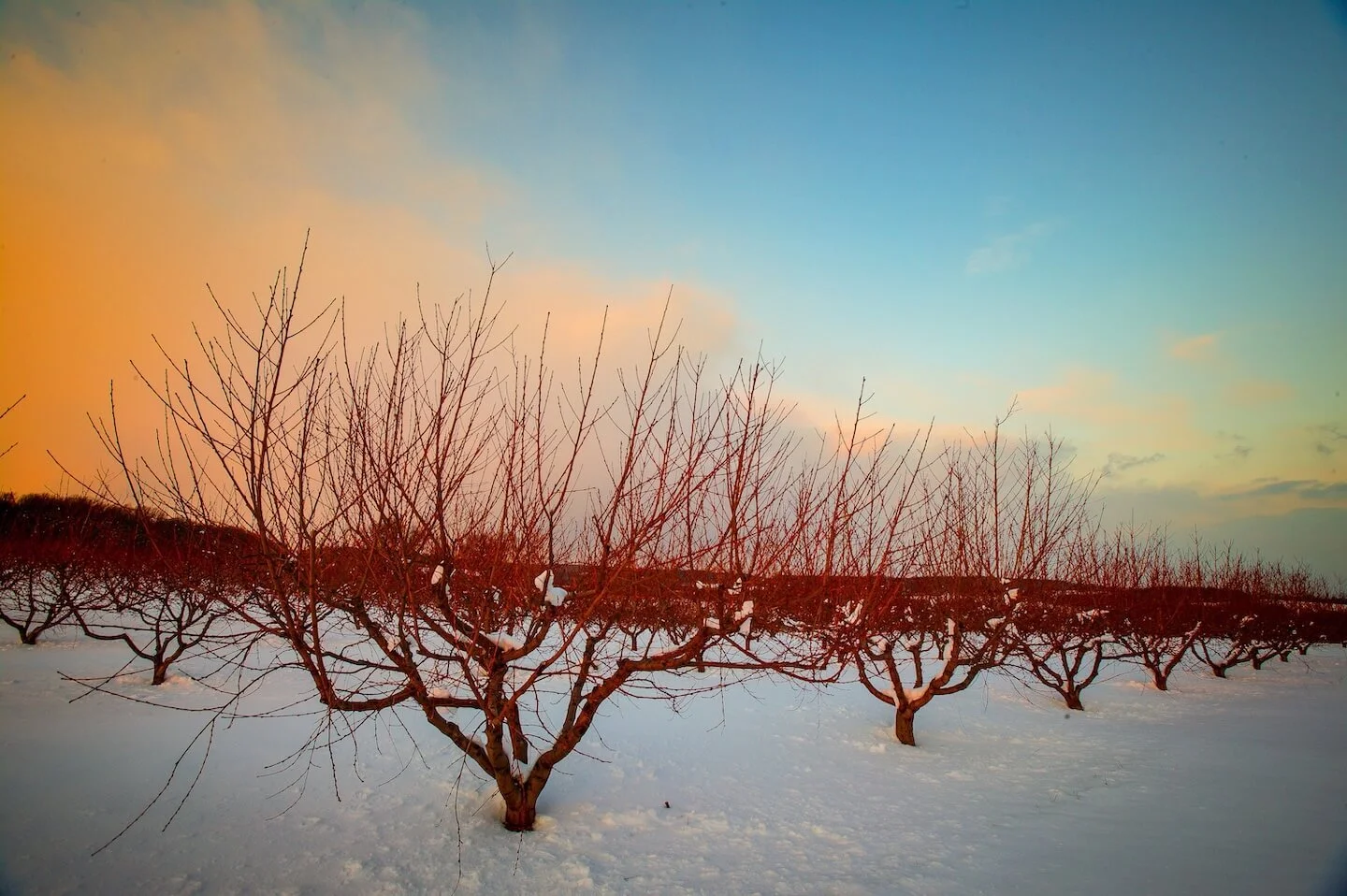 mini-fruit-trees-in-snow copy.jpeg