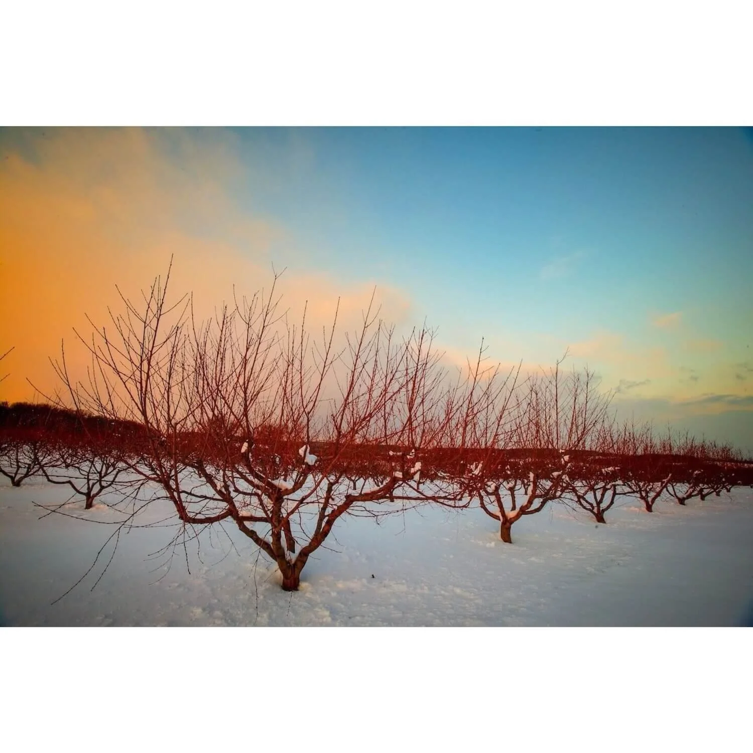 "The Sleeping Grove" – Lovettsville VA Winter Orchard Fine Art Print