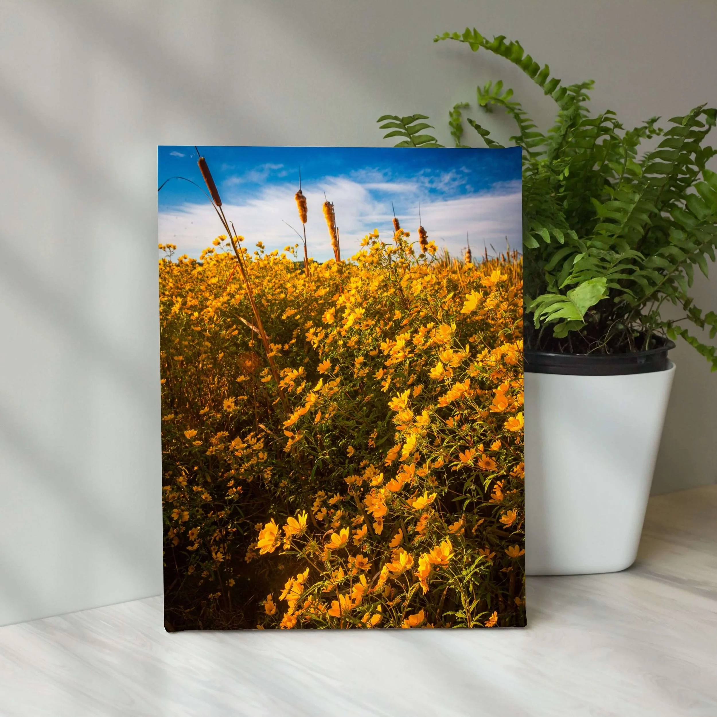 daisies-kitchen-counter-mu.jpg