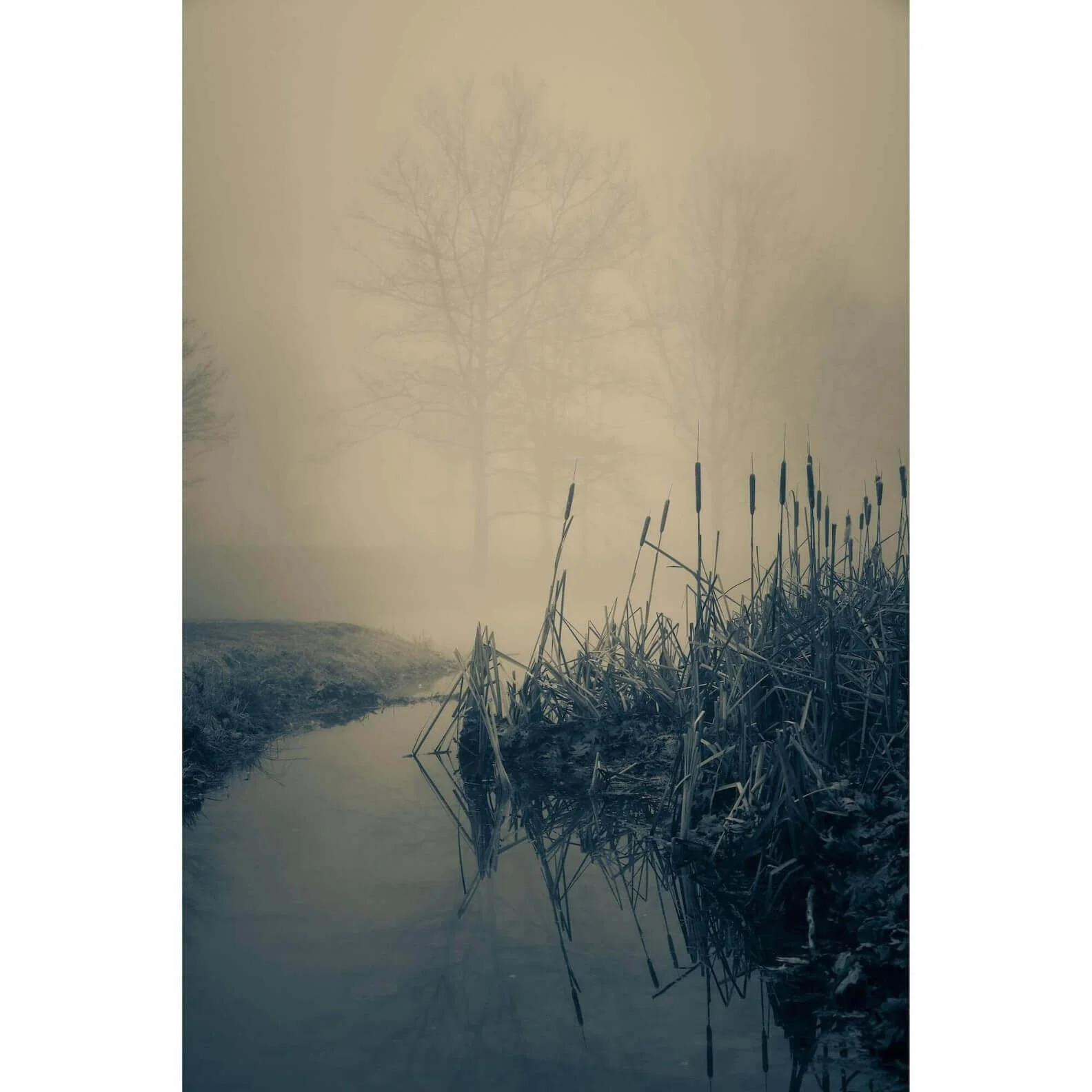 Misty Cattails on Potomac River Brunswick Maryland canvas print by Whysall World, premium fine art wall decor on gallery wrap canvas