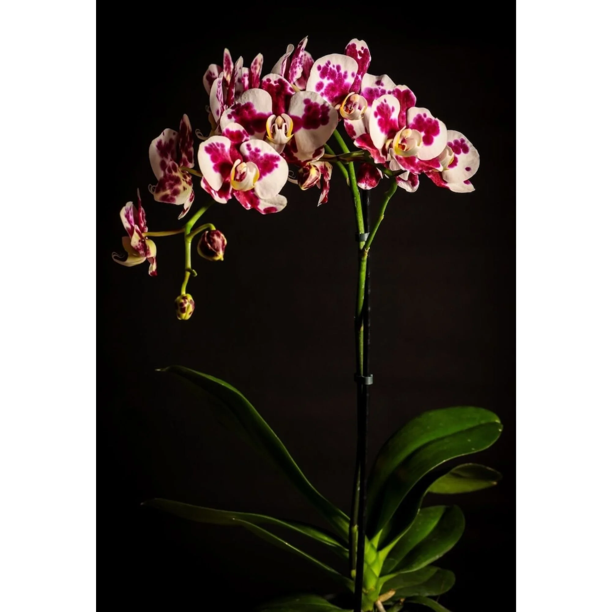 Pink Spotted Orchid Canvas Wall Art