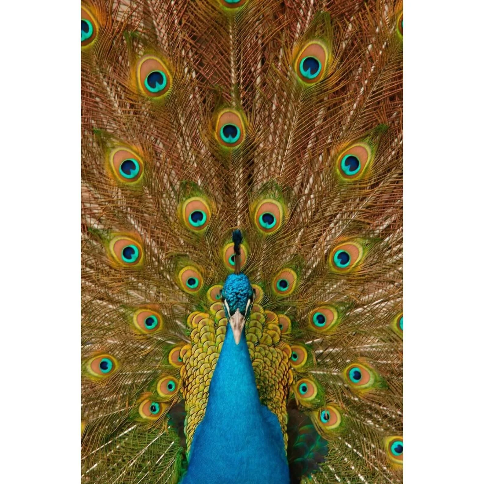 "Majestic Peacock Feathers" – Fine Art Canvas Gallery Wrap