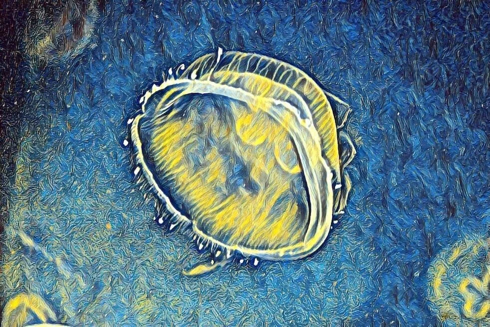 mini-impressionist-jellyfish.jpg