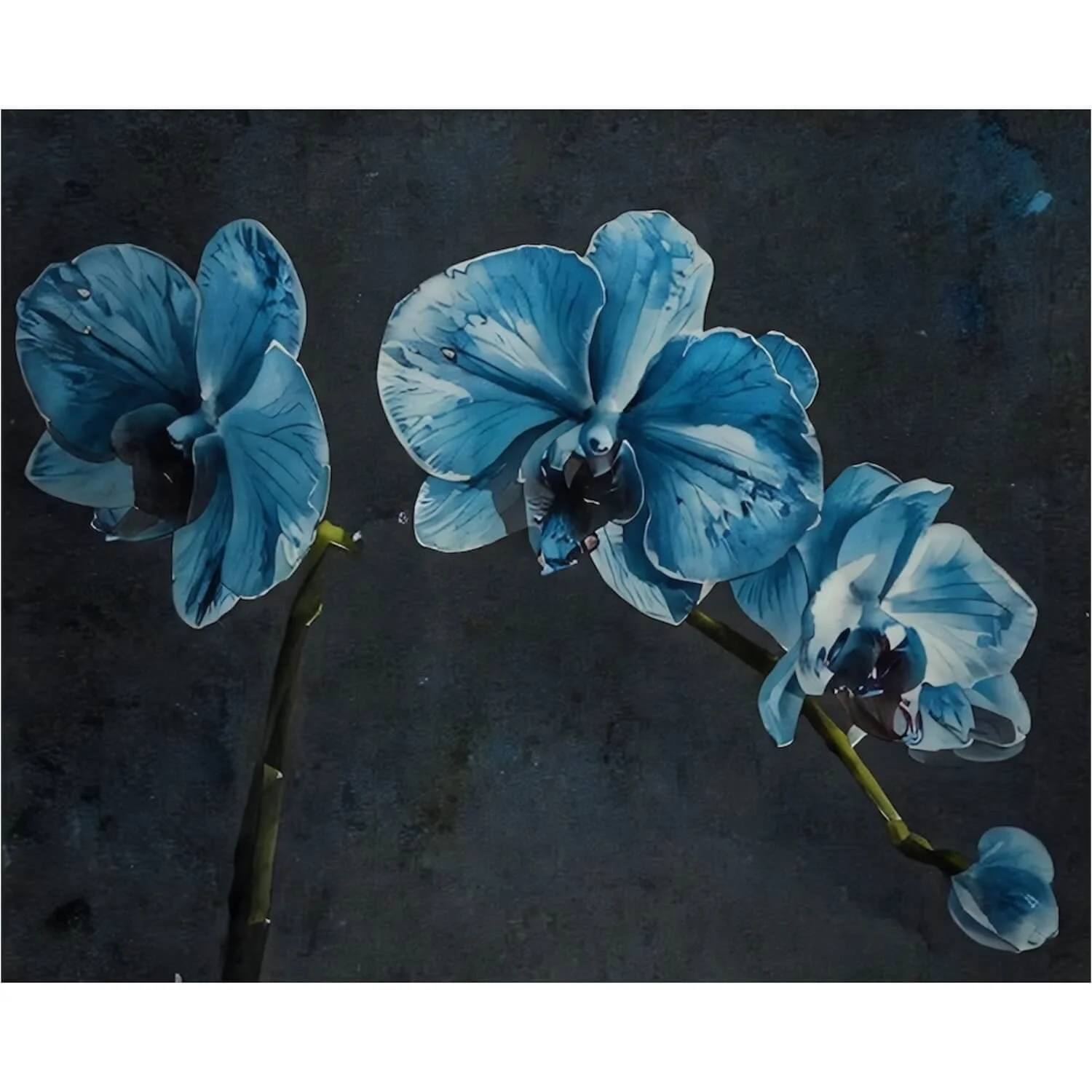 Indigo Bloom – Impressionist Blue Orchid Gallery Wrap Canvas