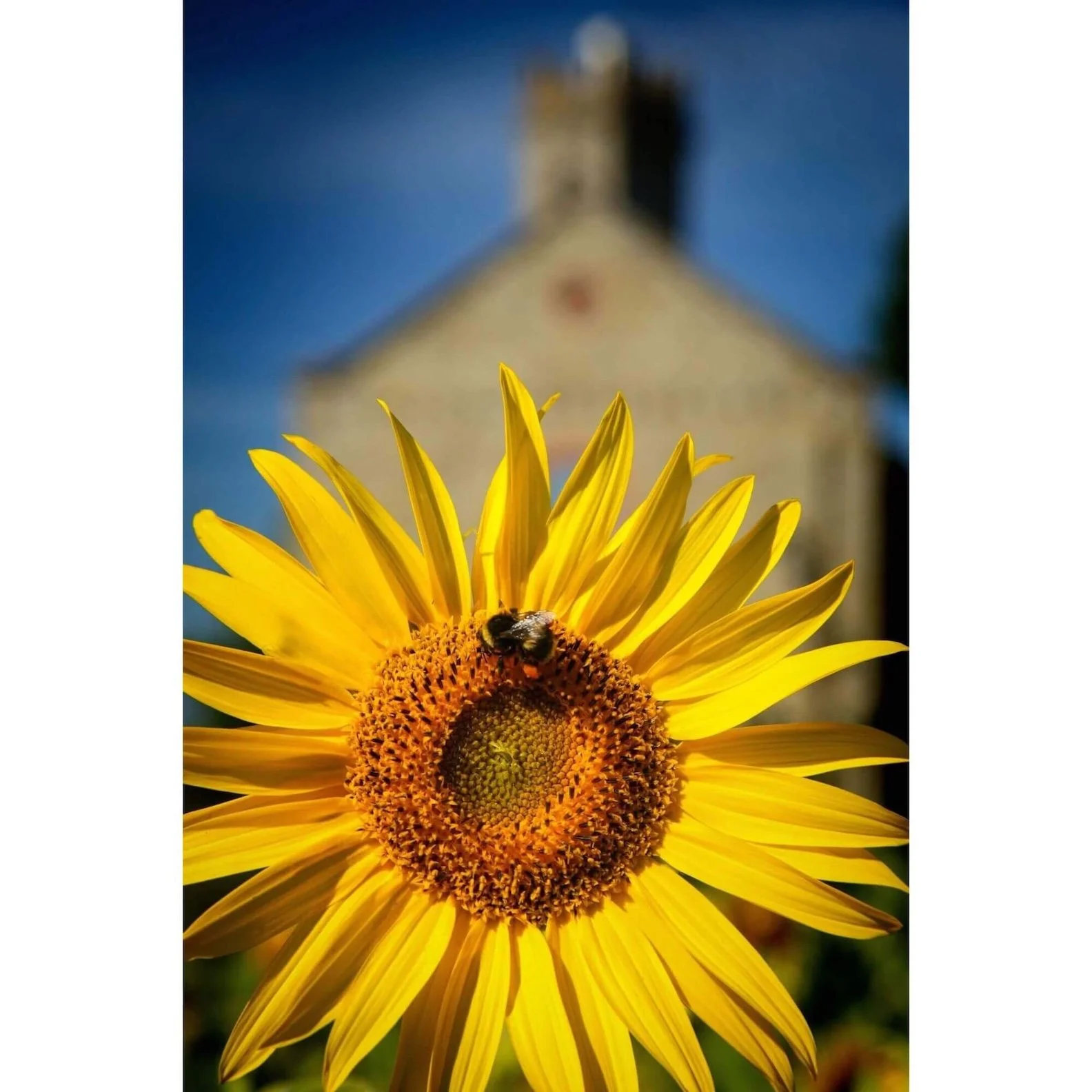 Florence Italy sunflower with bee fine art photography print by Whysall World, 300 DPI high resolution wall decor on 300 GSM archival paper