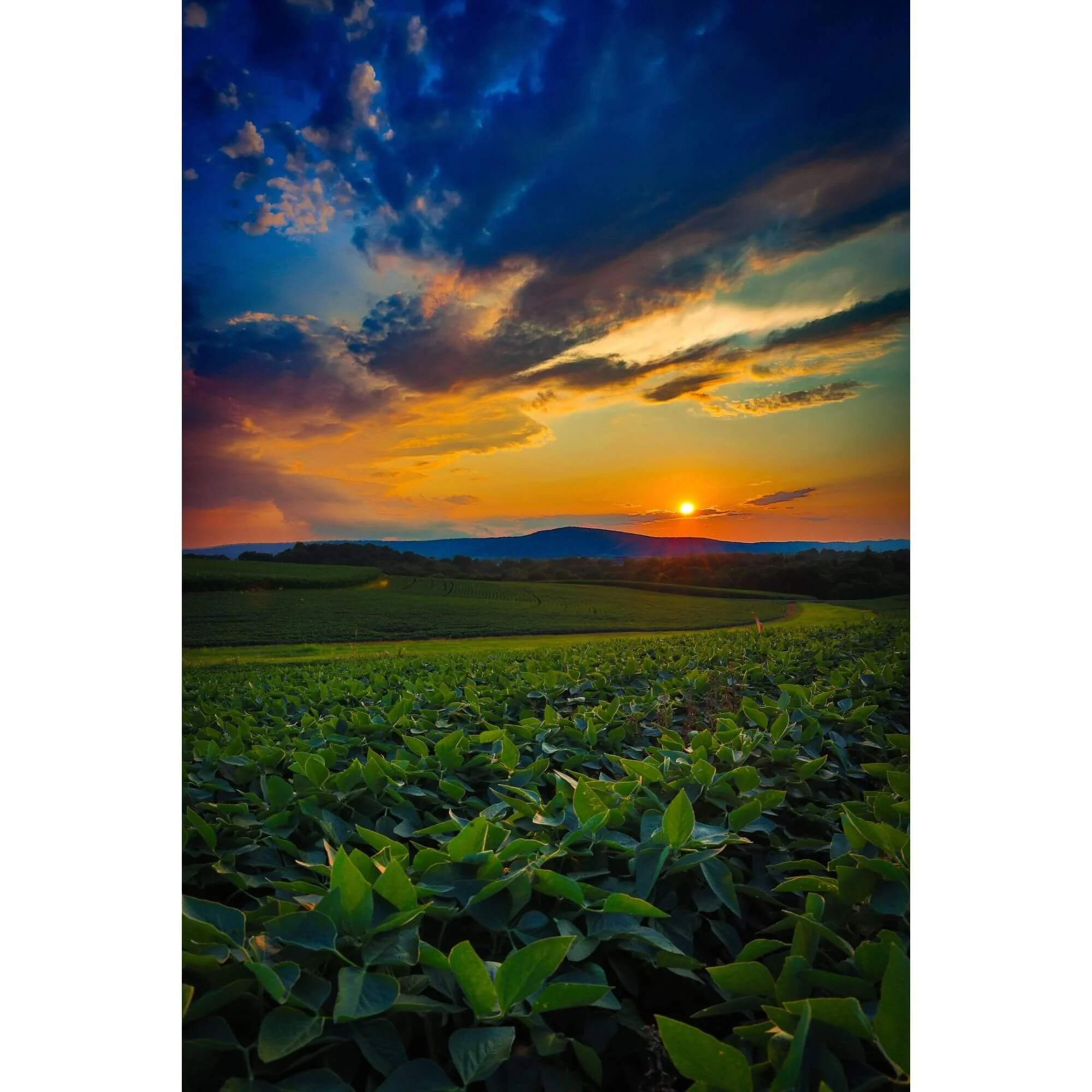 v-crops.jpg