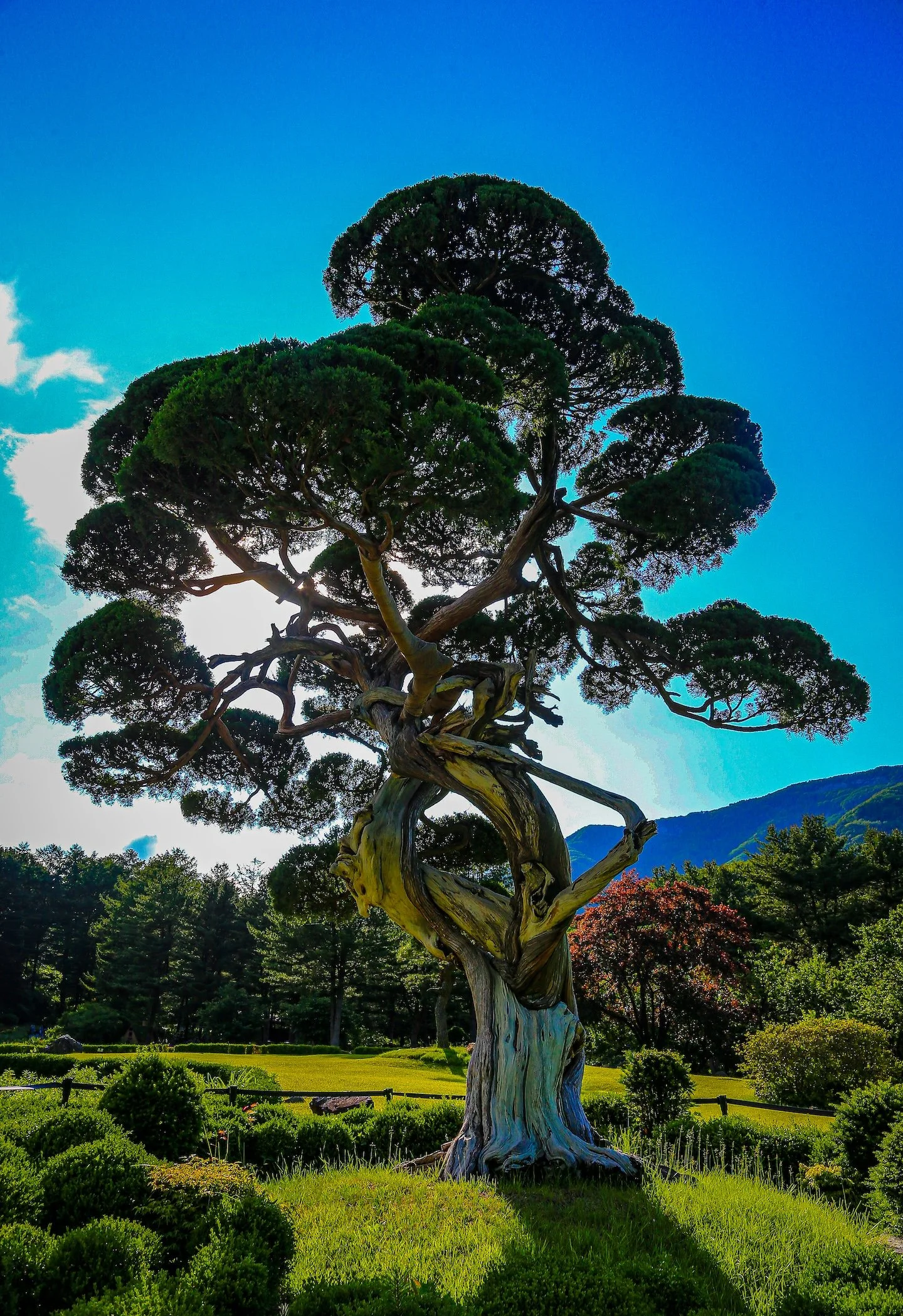 mini-korea-tree.jpg