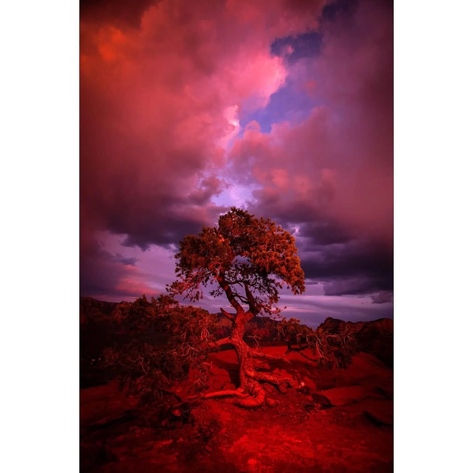 Red Tree — Sedona, Arizona Fine Art Print