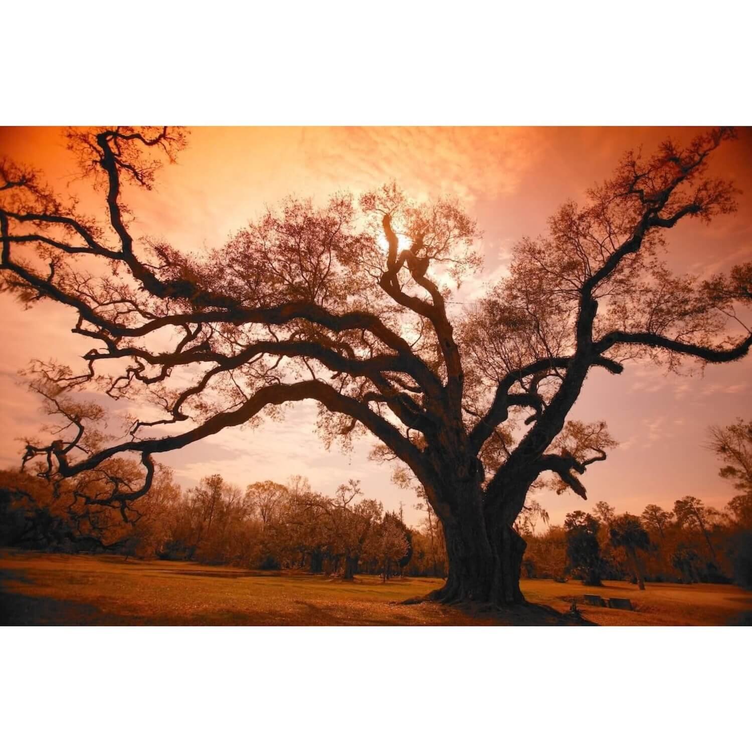 Orange Tree fine art photography print by Whysall World, 300 DPI high resolution wall decor on 300 GSM archival paper