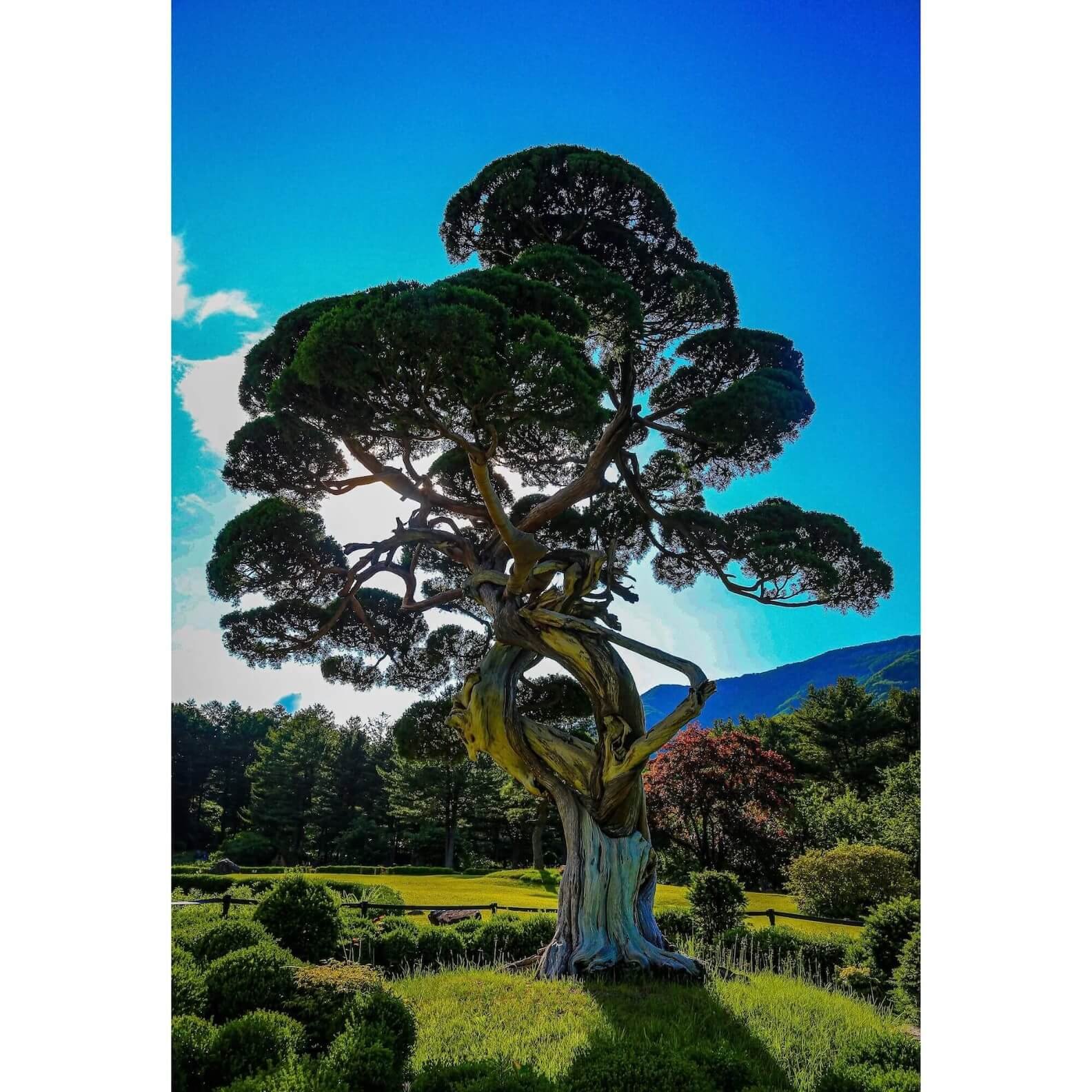 The Guardian’s Twist — Ancient Juniper Tree Fine Art Print (Korea)