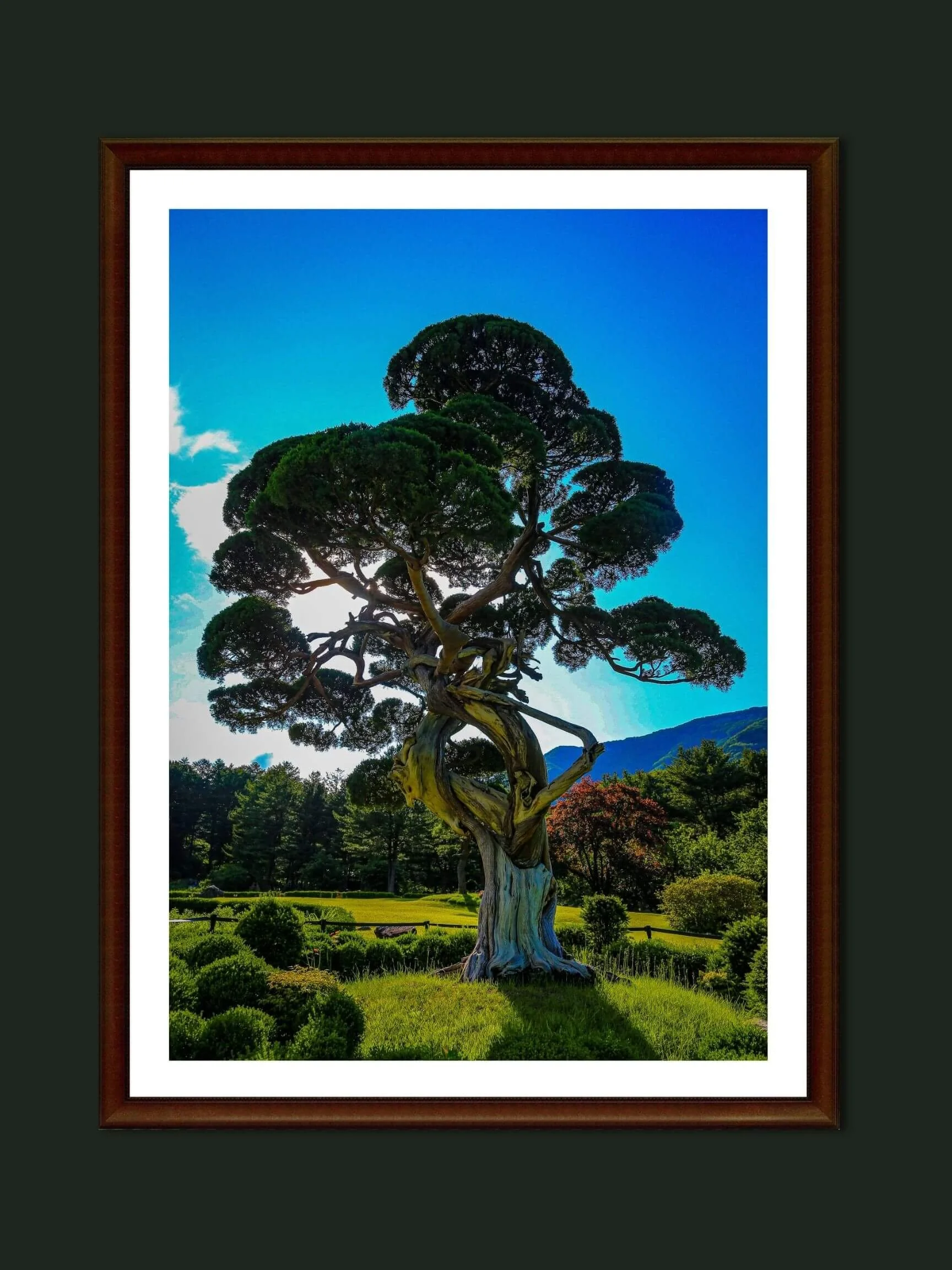The Guardian’s Twist — Ancient Juniper Tree Fine Art Print (Korea)