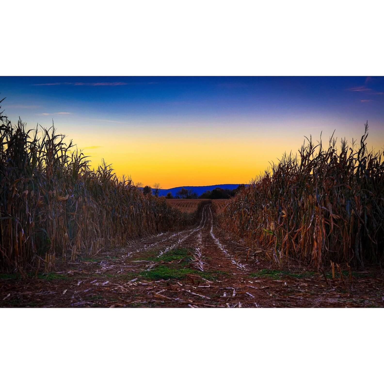 "The Golden Hour Harvest" – Middletown MD Cornfield Sunset Fine Art Print