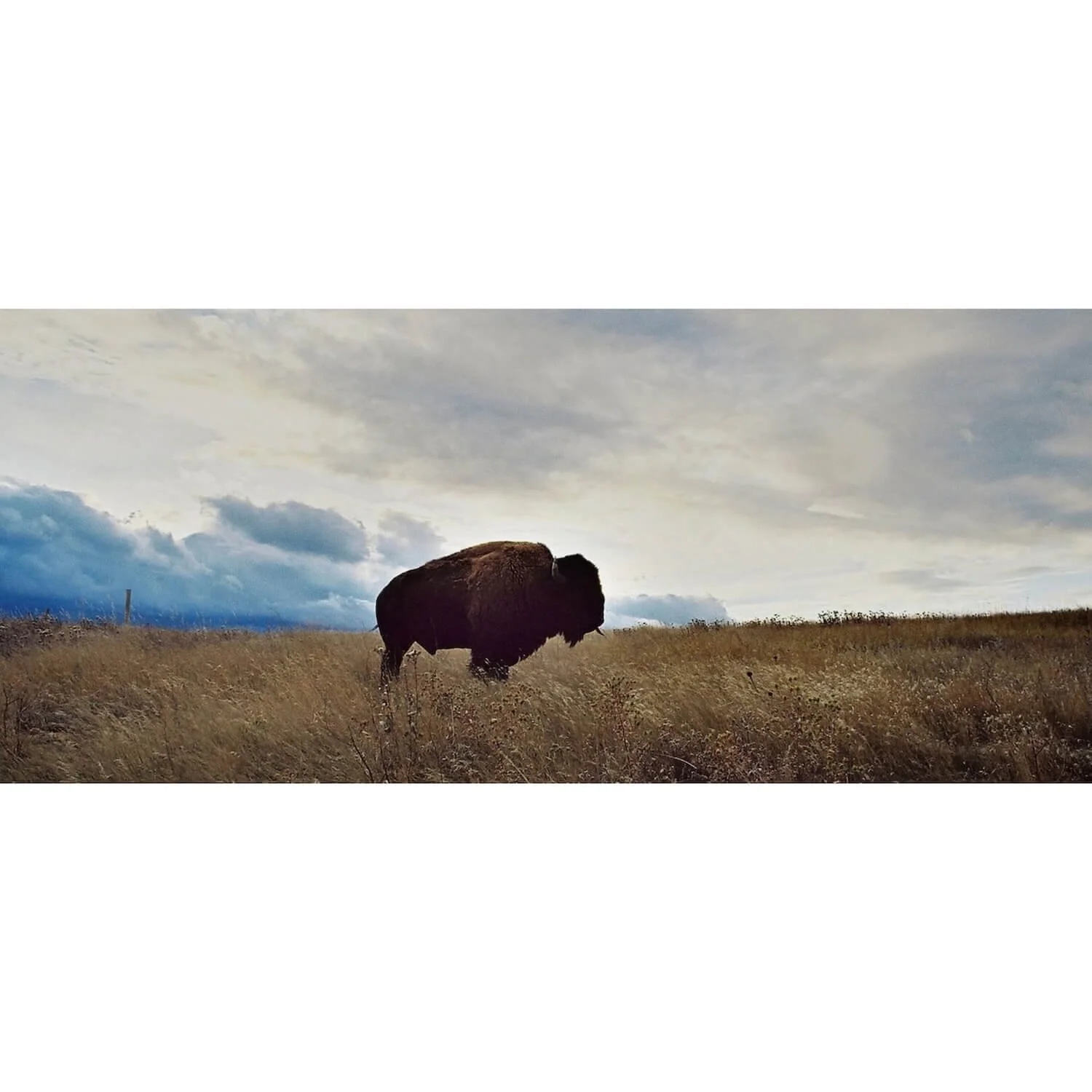 "The Range Master" – South Dakota American Buffalo Panoramic Fine Art Print