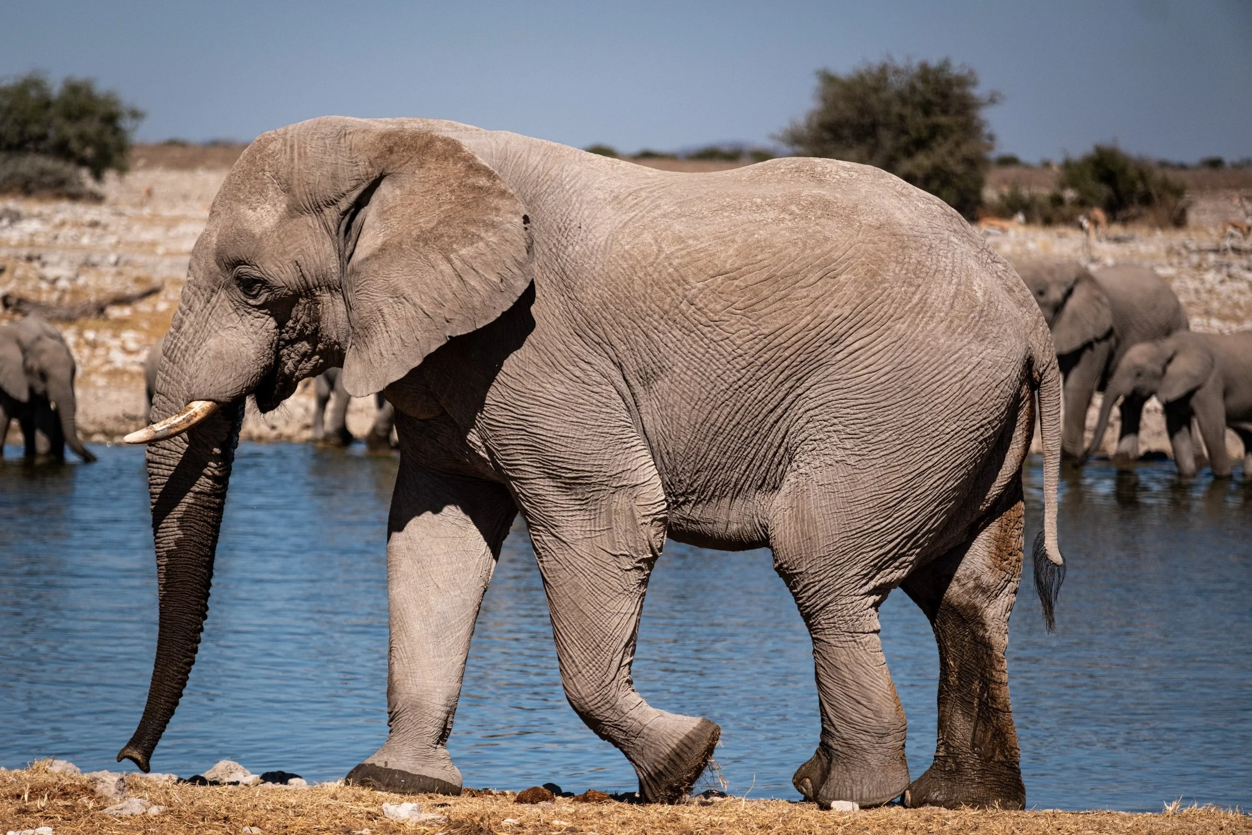 Some more seen animals from my trip to Namibia. 

#wildlifephotography #africa #photography #travel #wagener_michael