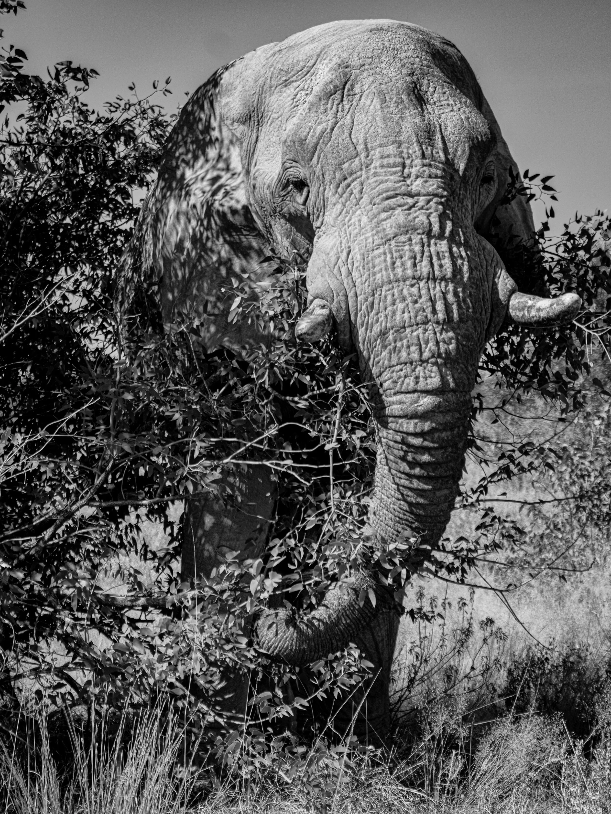My favorite animals - Fuck, how much I love watching elephants. Here one from the trip to Namibia. 

#blackandwhite #photography #photooftheday #elephant🐘 #wagener_michael