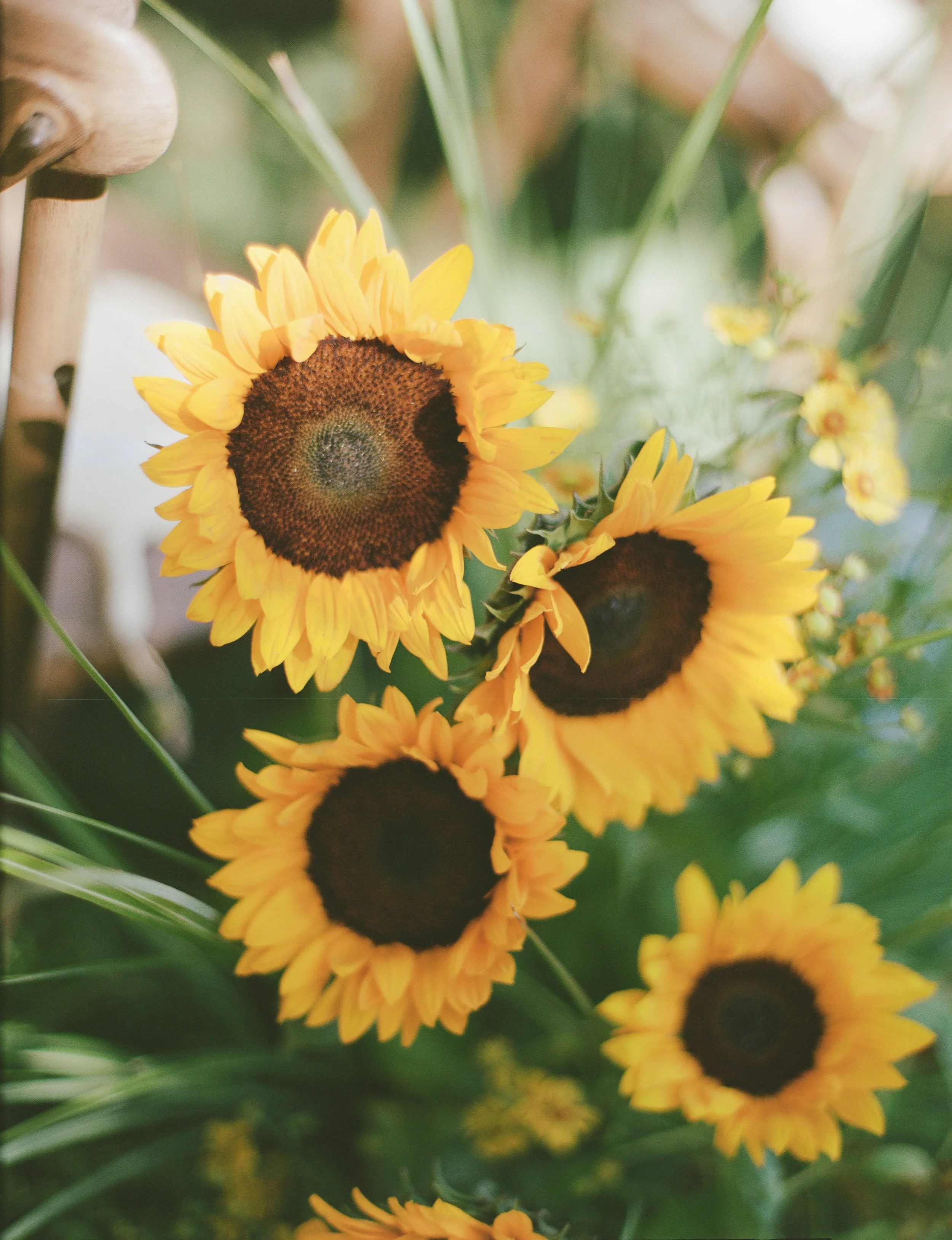 allied arts | sunflower wedding3.jpg