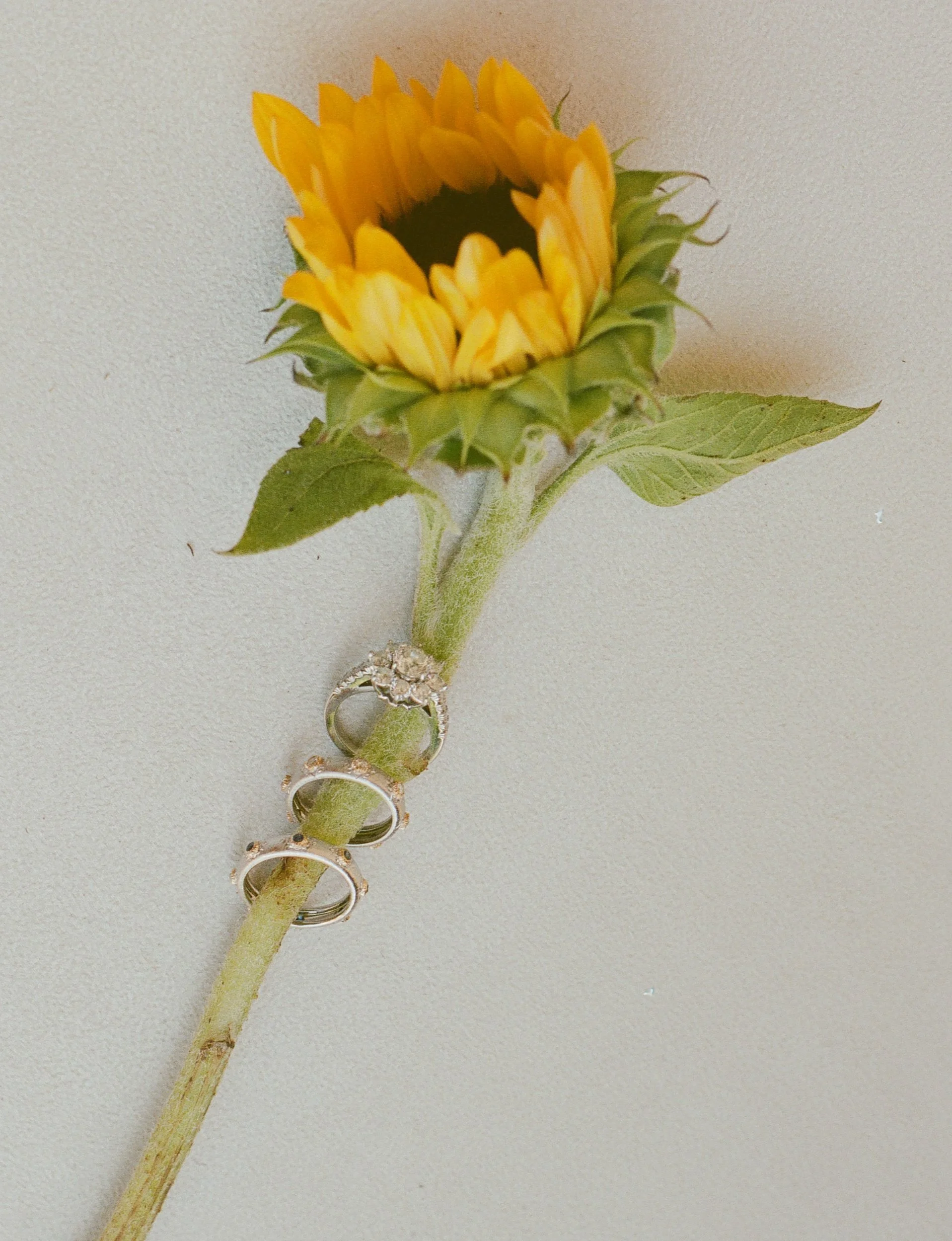 allied arts | sunflower wedding4.jpg