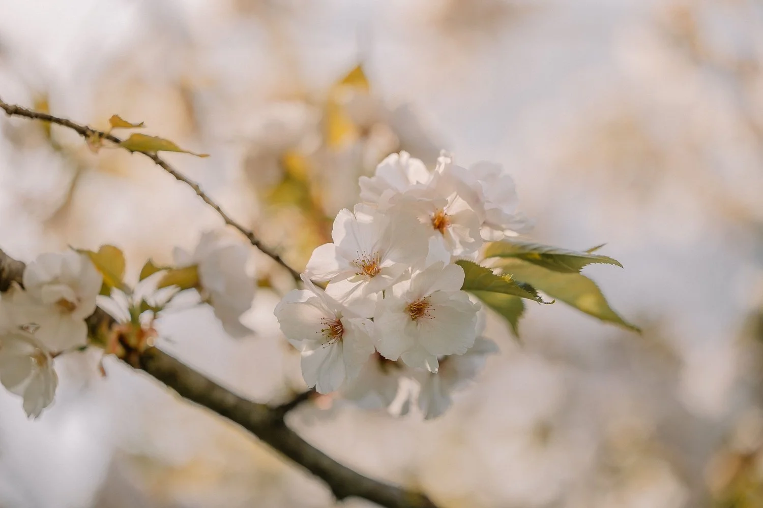 Cherry blossom branch in soft light