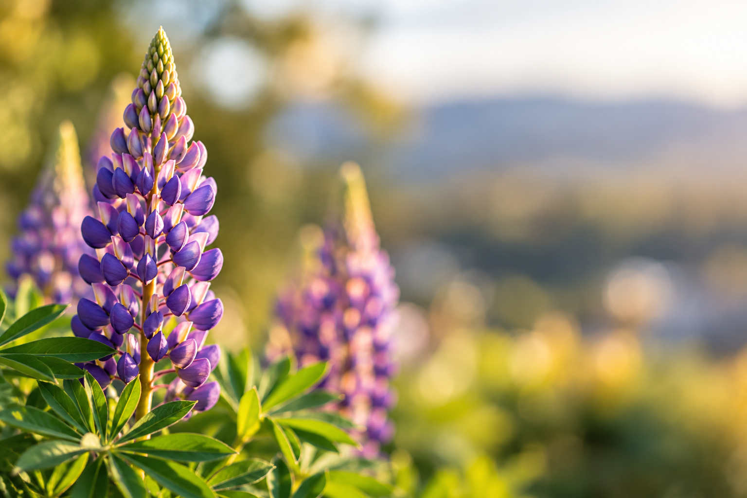 Close-up of purple lupine flowers with green leaves on a sunny day with blurred background.