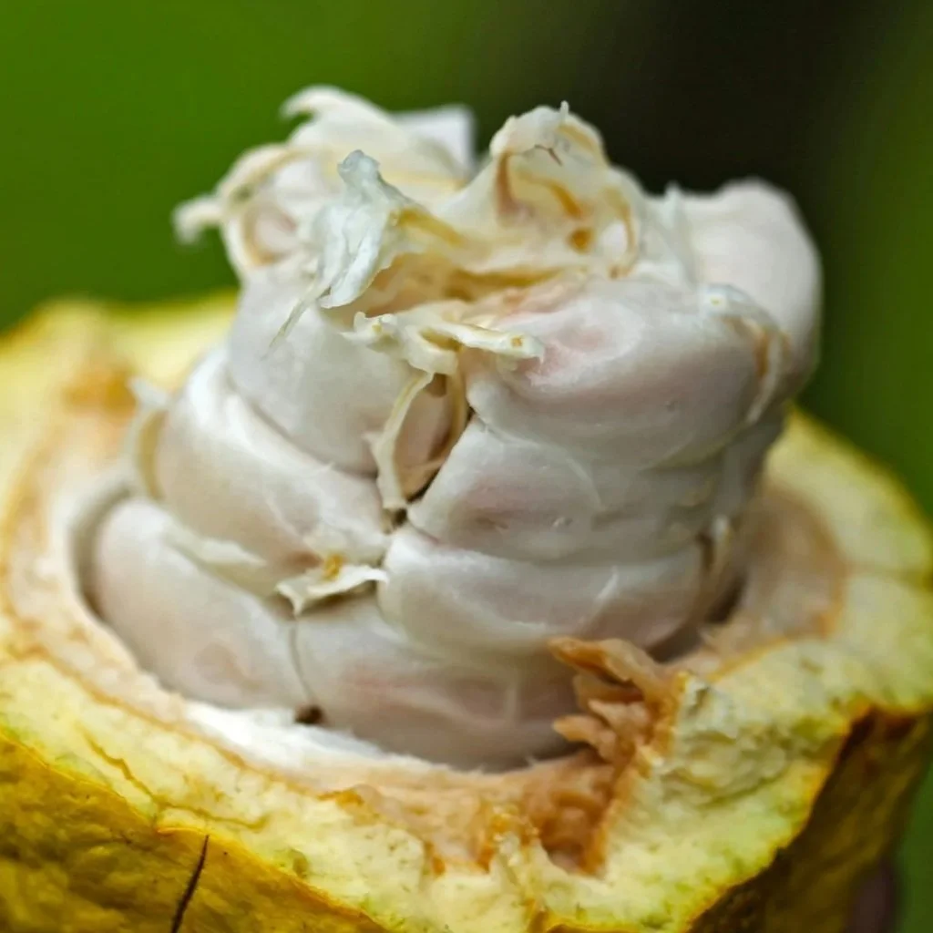 Close-up of a durian fruit with its spiky yellow shell, revealing white flesh and seed inside.