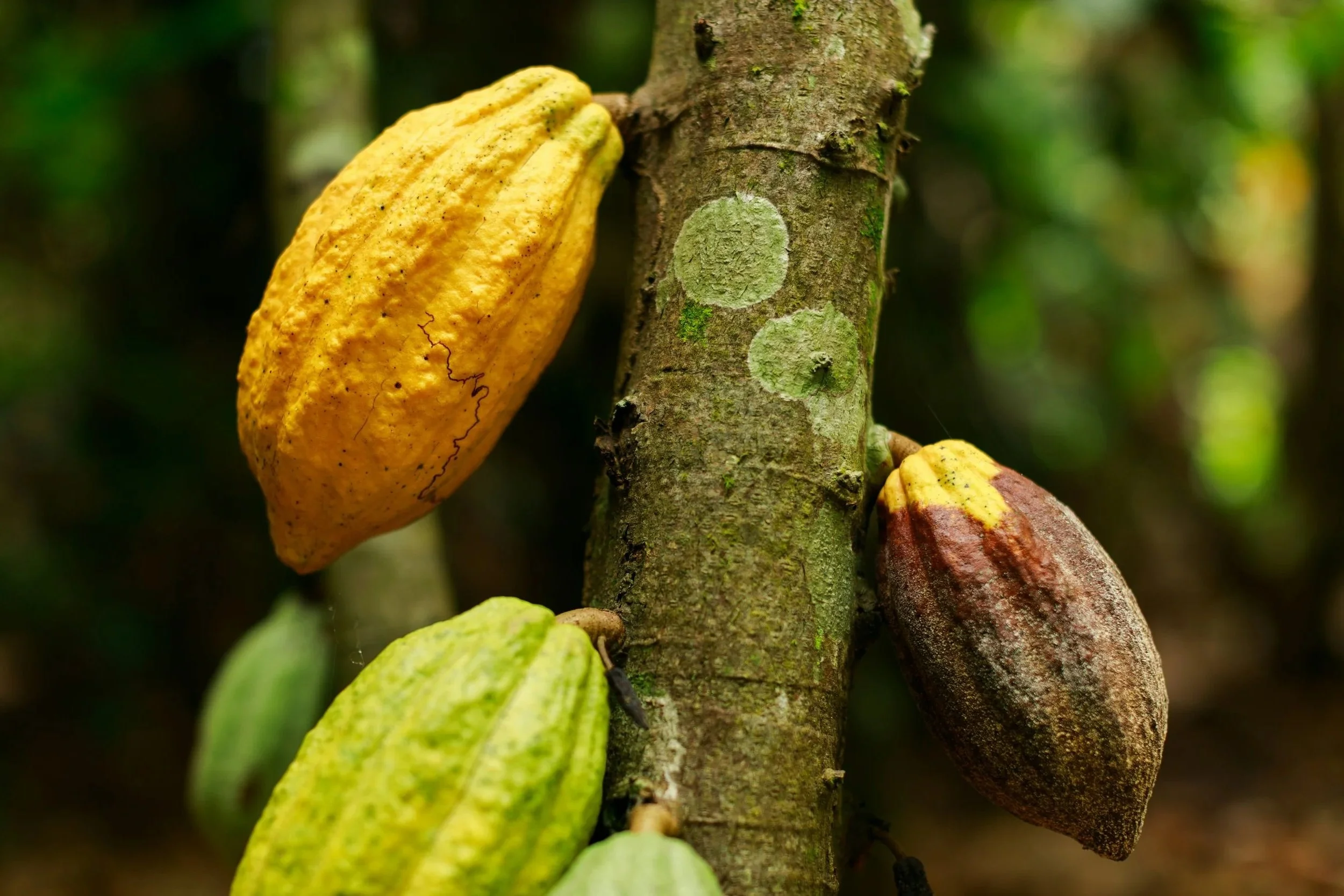 Close-up of a tree trunk with several colorful, elongated chrysalises attached to the bark, with green foliage in the background.