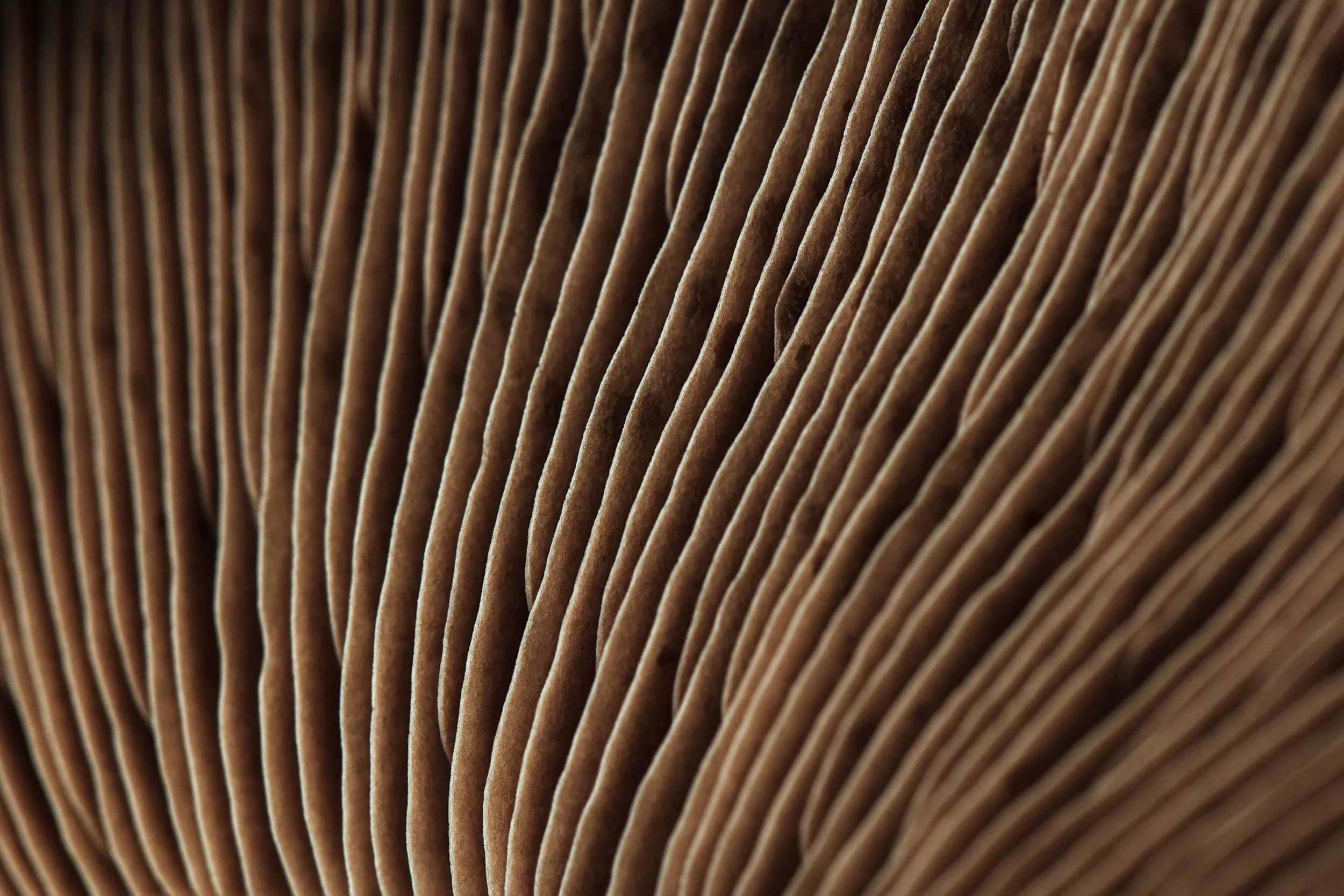 Close-up of mushroom gills, showing their ridged texture.