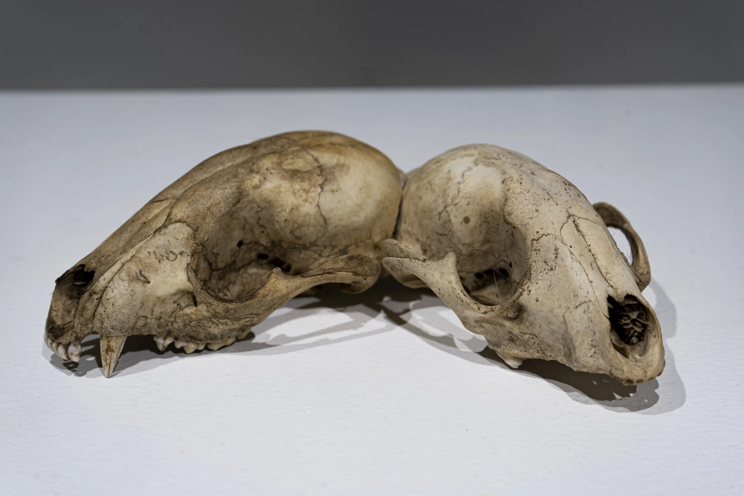 Animal skull with large teeth and hollow eye sockets on a white surface.